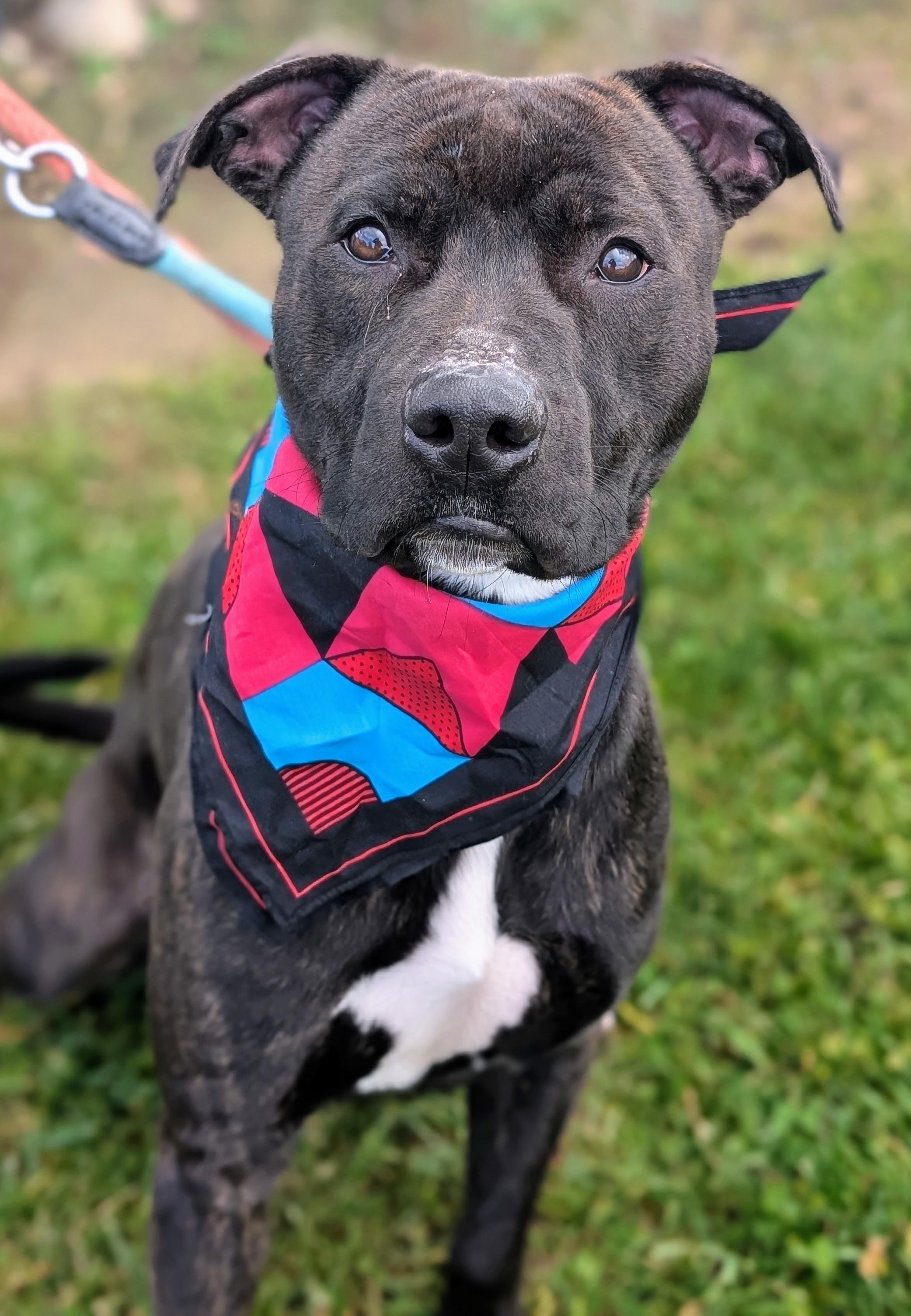 Enlarge 187548 Raymond LOOKING FOR OWNER, a Adoptable mixed breed in Ravenna, OH image 2/4