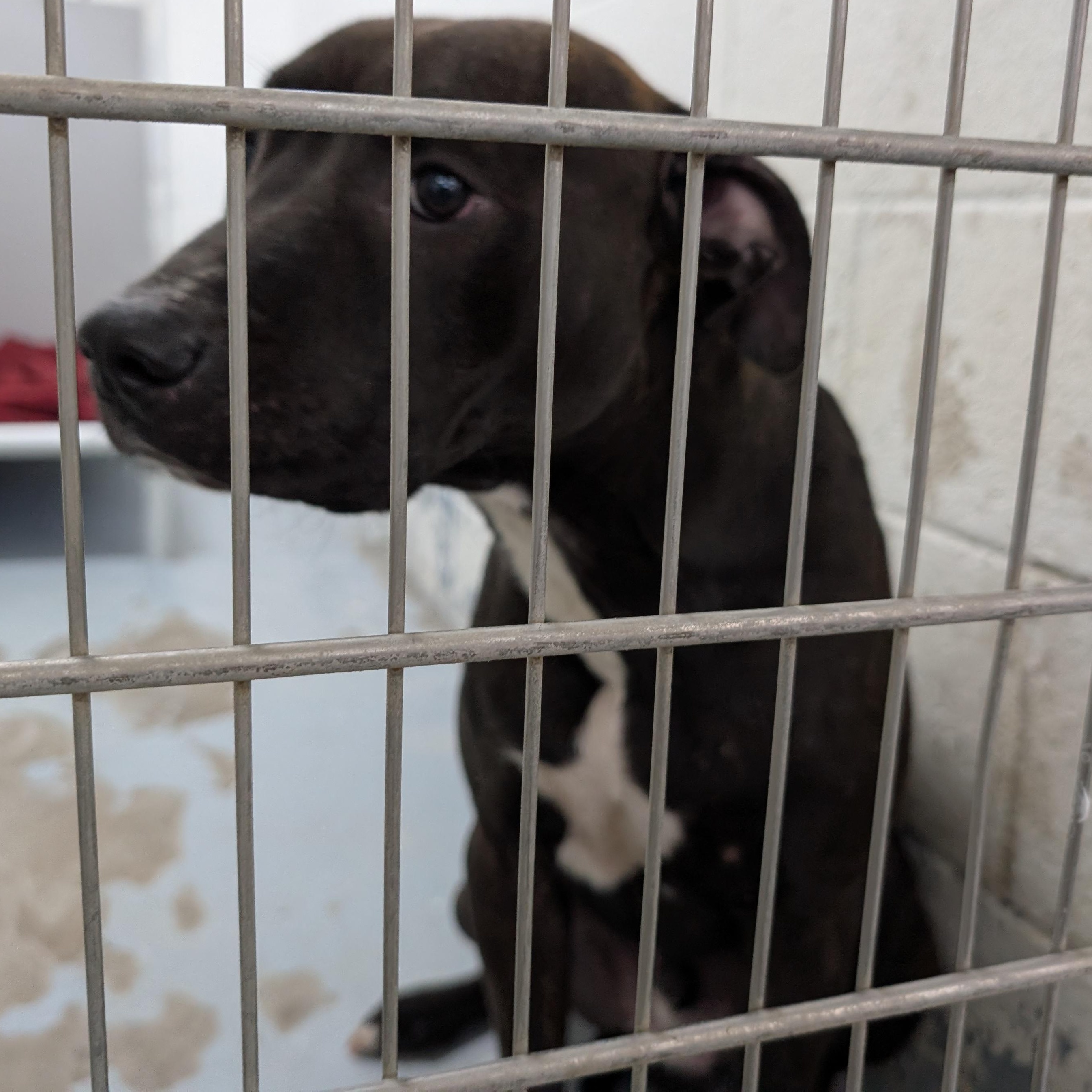 Enlarge 187548 Raymond LOOKING FOR OWNER, a Adoptable mixed breed in Ravenna, OH image 3/4