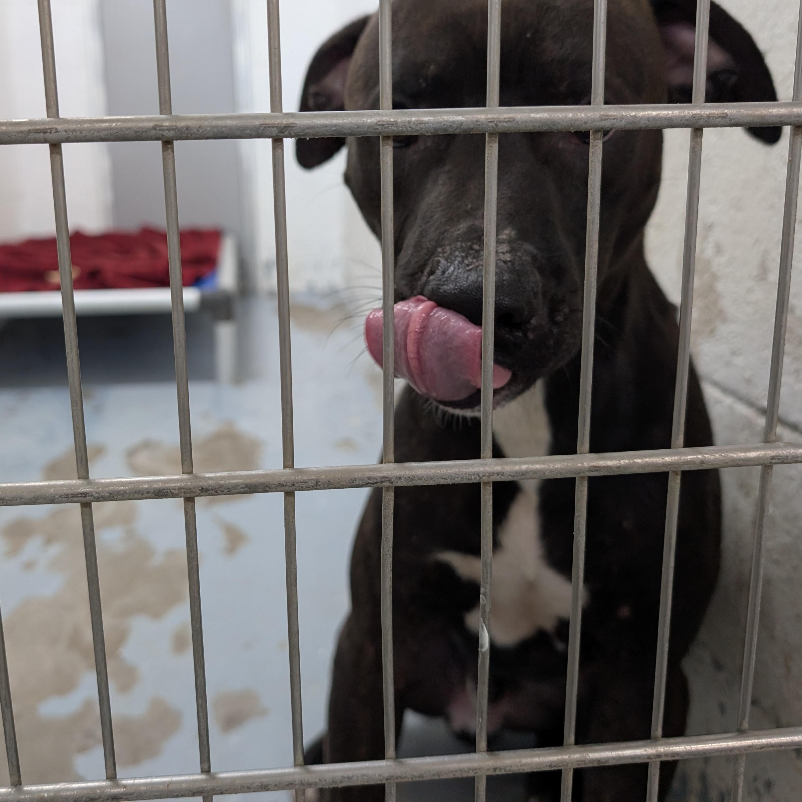 Enlarge 187548 Raymond LOOKING FOR OWNER, a Adoptable mixed breed in Ravenna, OH image 4/4