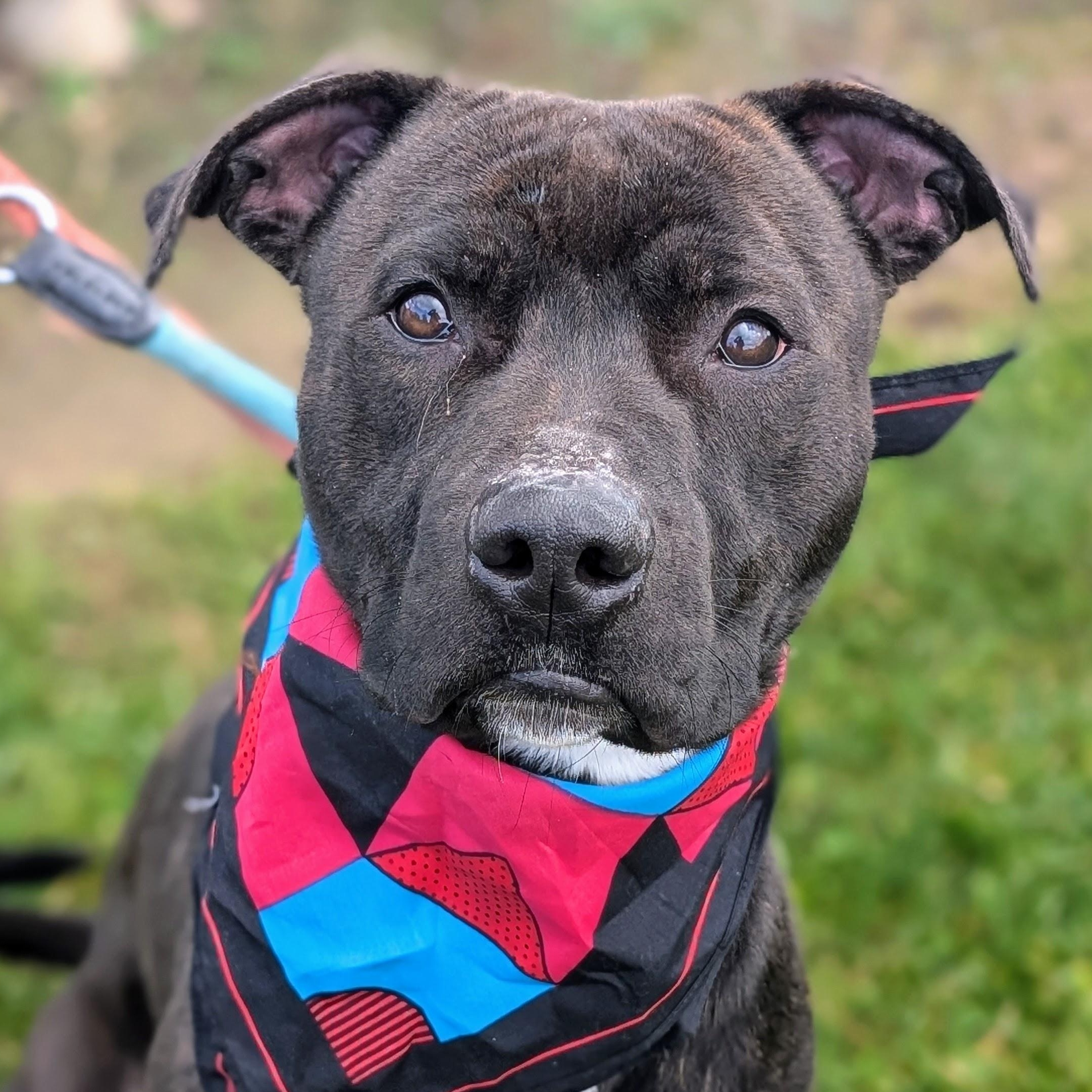 Enlarge 187548 Raymond LOOKING FOR OWNER, a Adoptable mixed breed in Ravenna, OH image 1/4