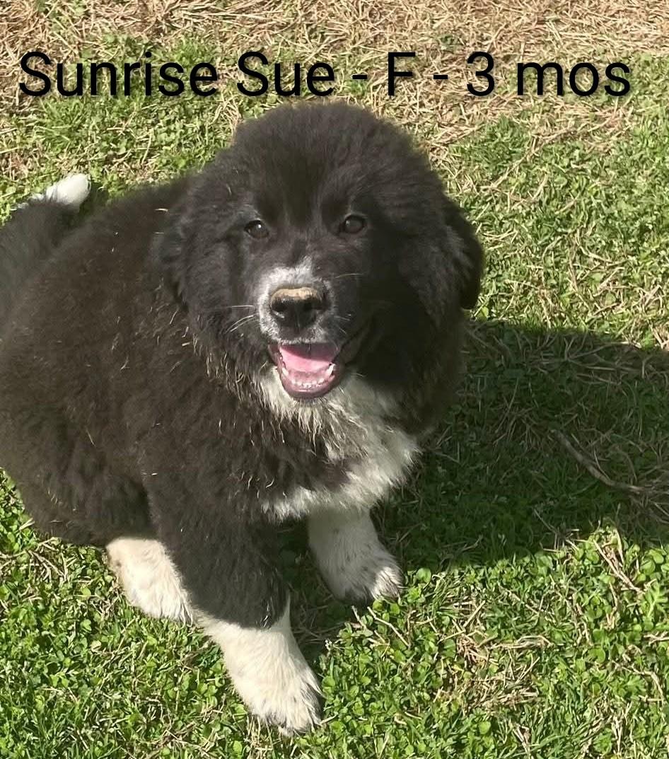 Sunrise Sue, adopted, Puppy Female Great Pyrenees & Newfoundland Dog.