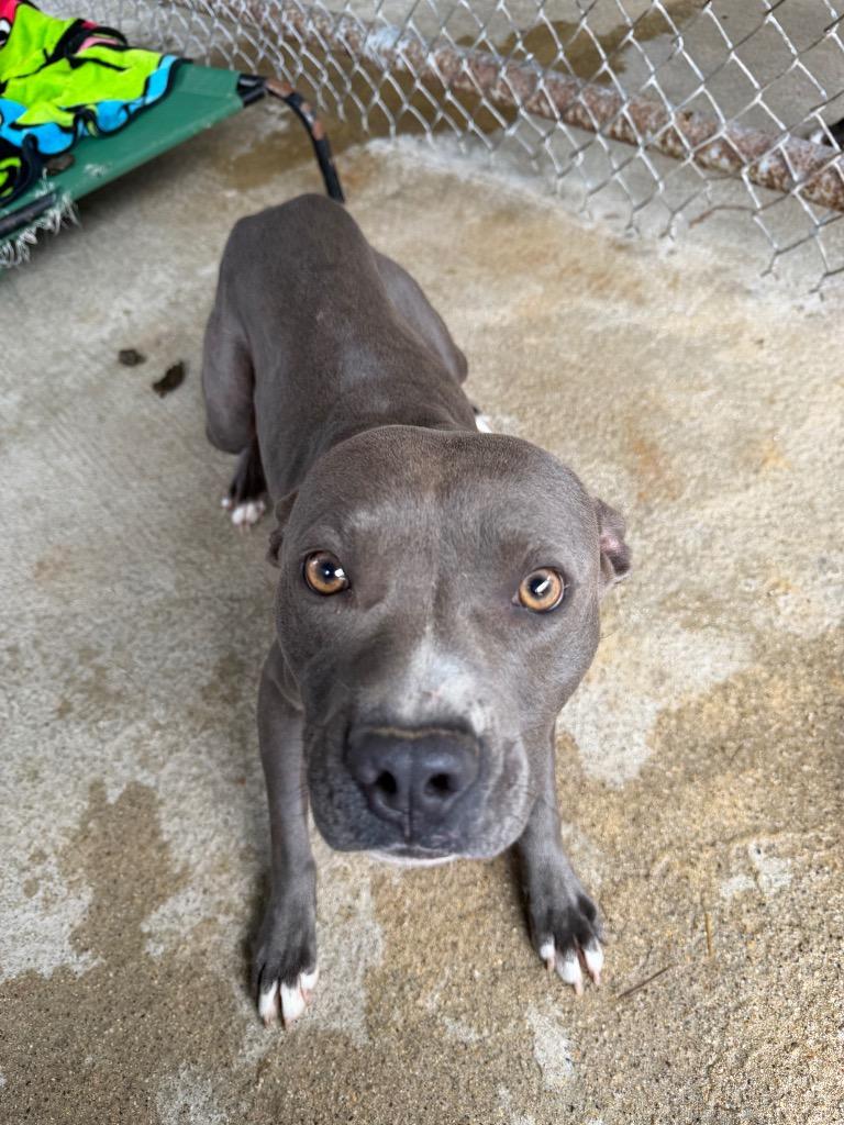 Enlarge Gomez, a Adoptable mixed breed in Centralia, IL image 2/2