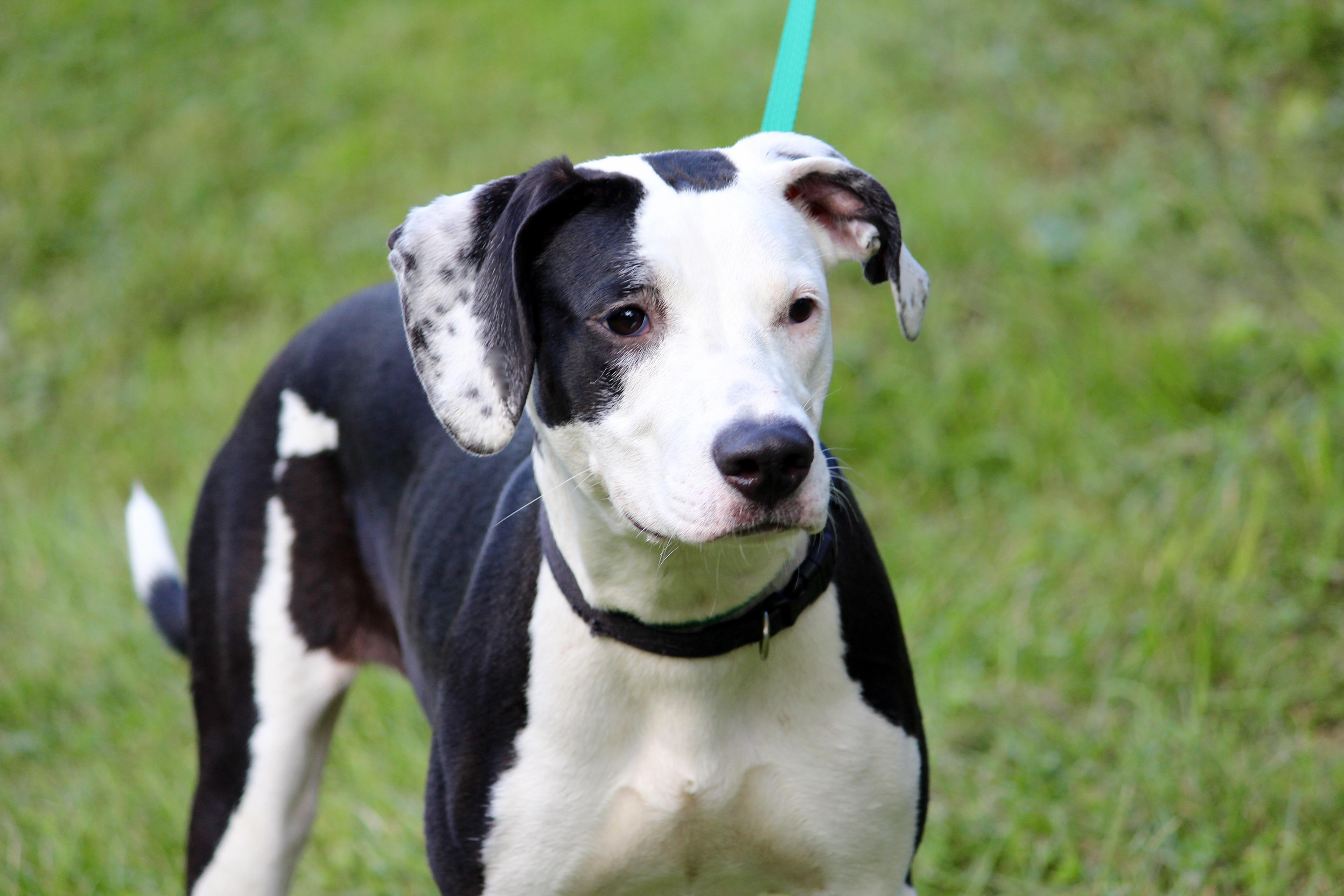 HARLEY, adoptable, Senior Female Mixed Breed.