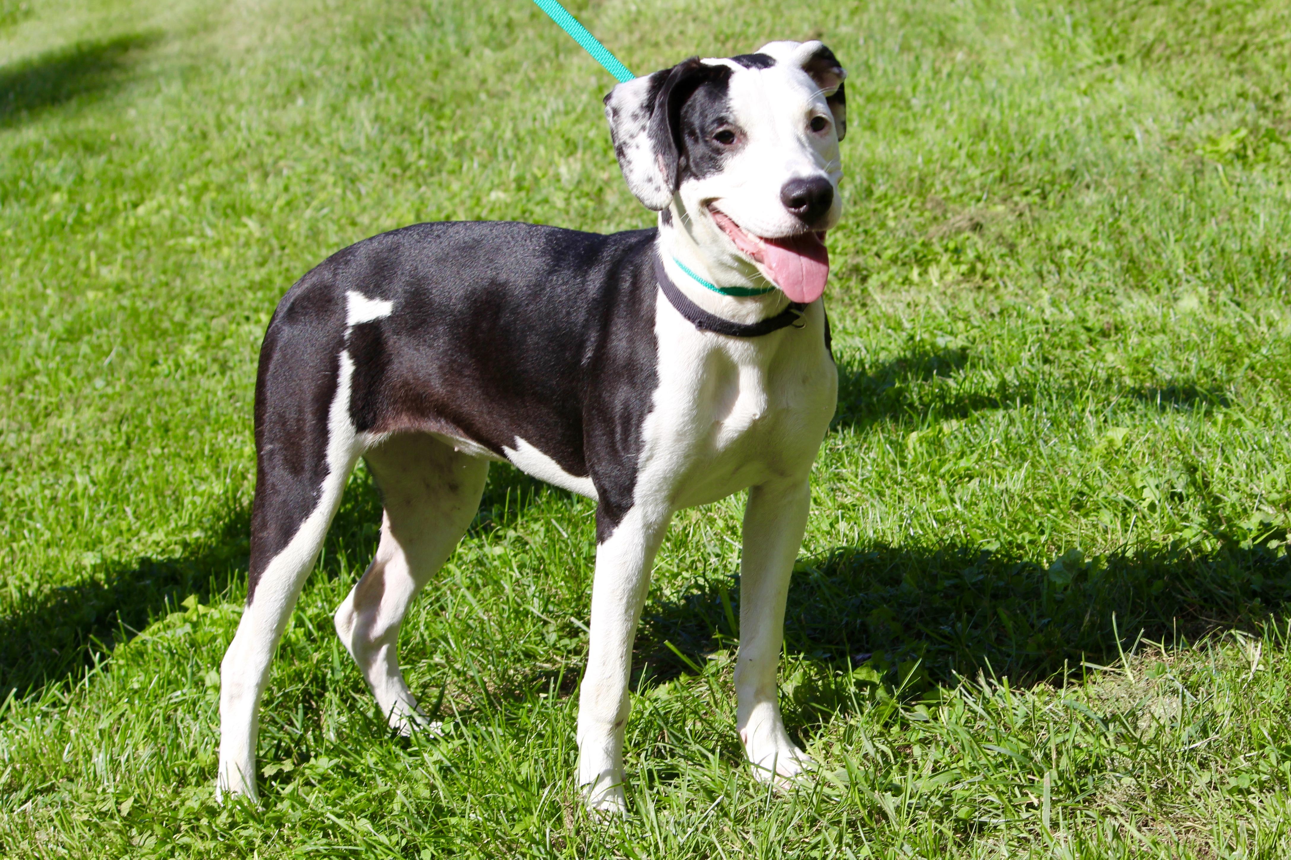 Enlarge HARLEY, an adoptable mixed breed in Brazil, IN image 2/2