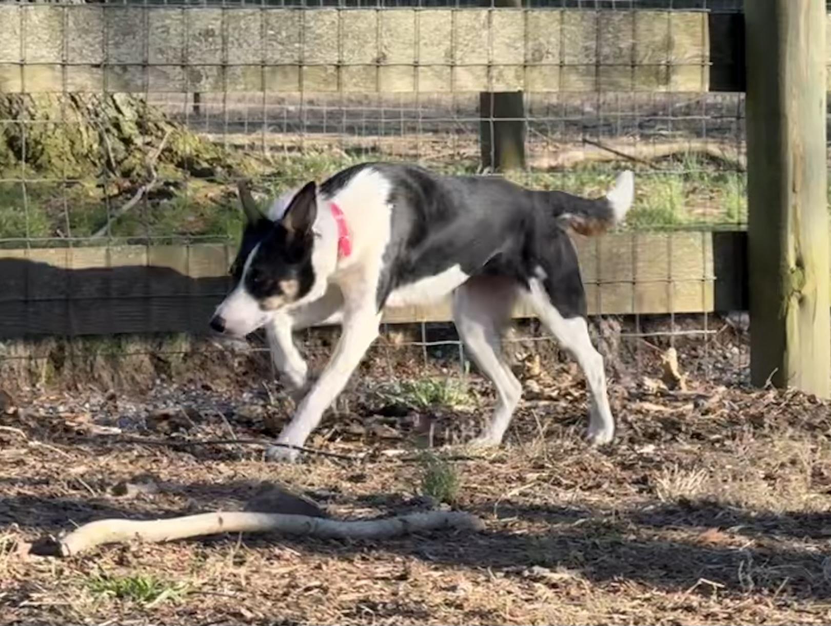 Taylor, ADOPTABLE, Adult Female Border Collie.