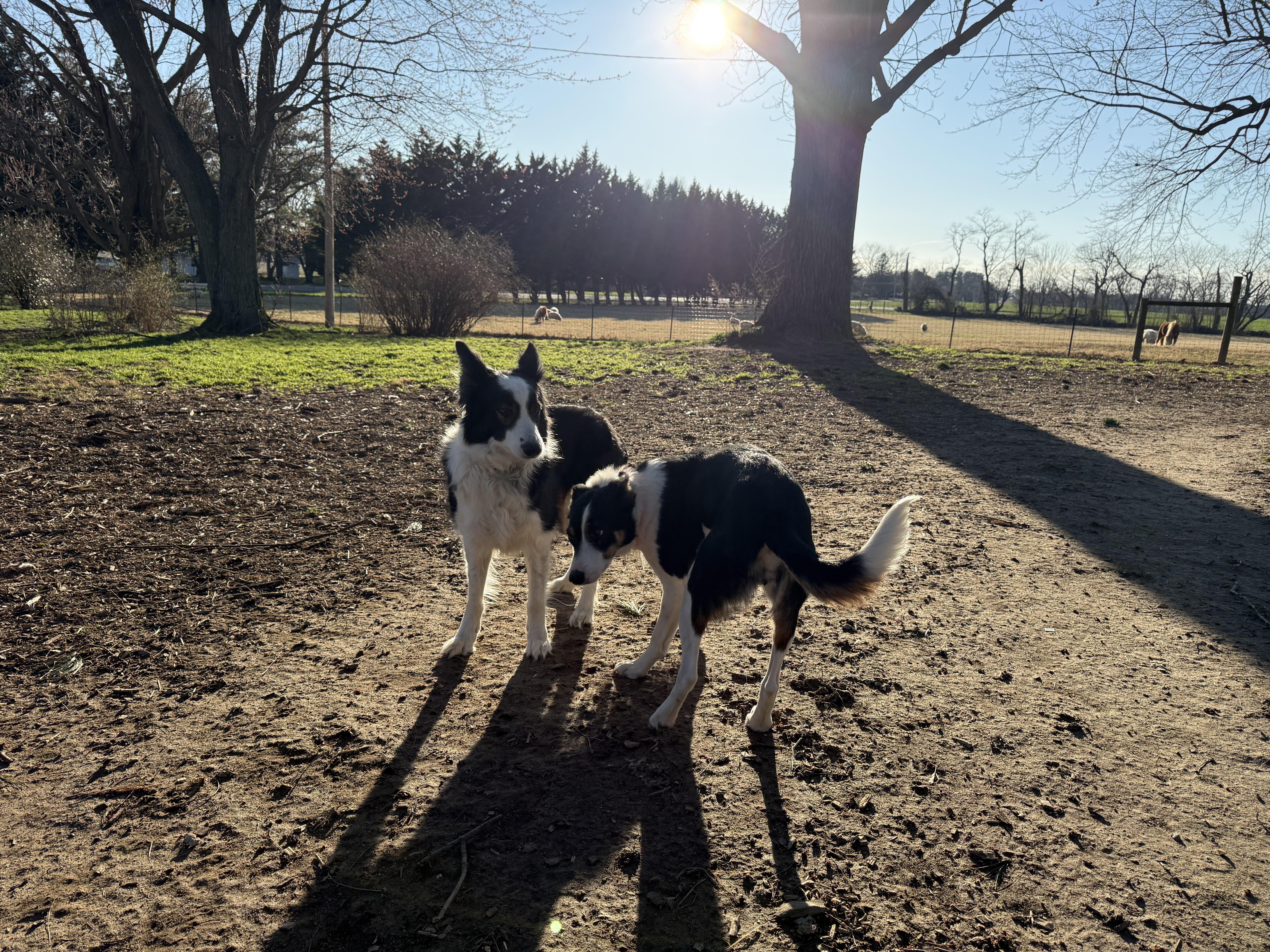 Enlarge Taylor, a ADOPTABLE Border Collie in Chestertown, MD image 3/6