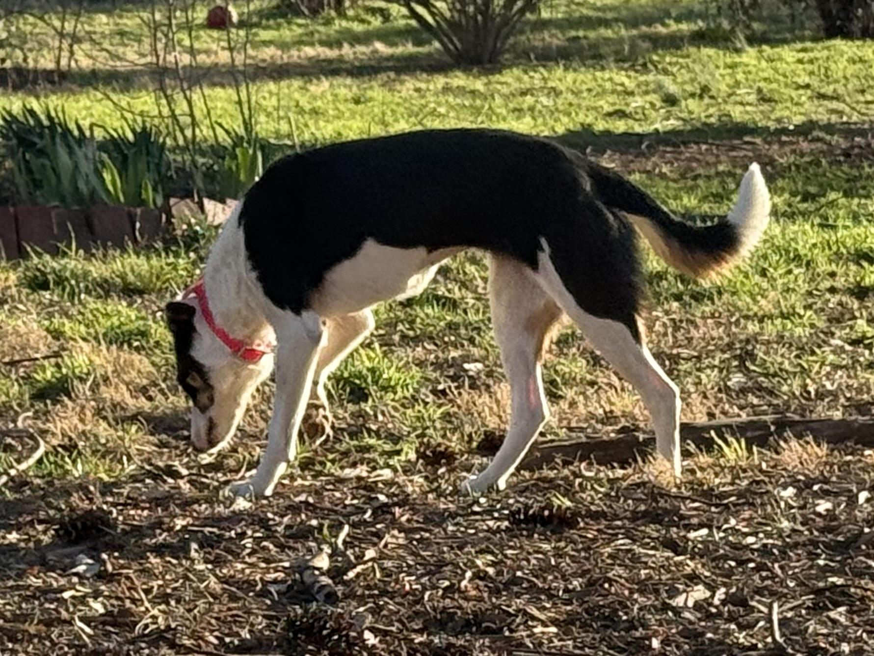 Enlarge Taylor, a ADOPTABLE Border Collie in Chestertown, MD image 6/6