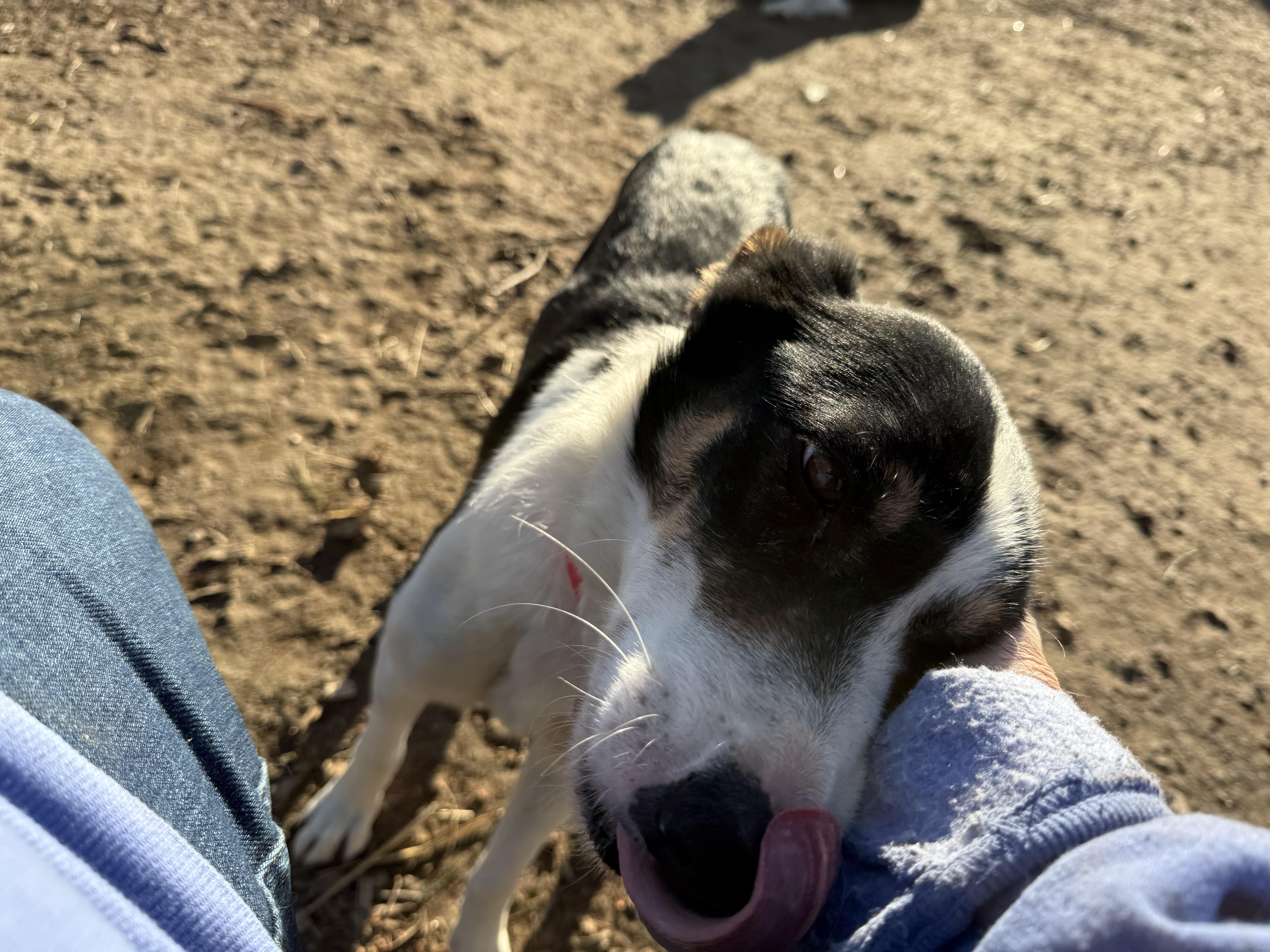 Enlarge Taylor, a ADOPTABLE Border Collie in Chestertown, MD image 4/6