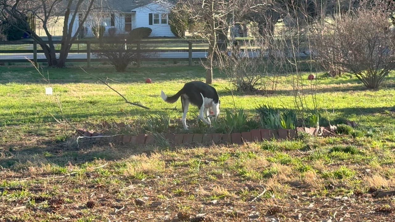 Enlarge Taylor, a ADOPTABLE Border Collie in Chestertown, MD video 5/6