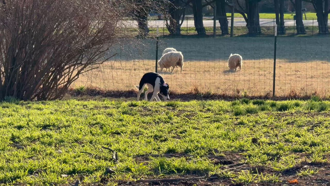 Enlarge Taylor, a ADOPTABLE Border Collie in Chestertown, MD video 1/6