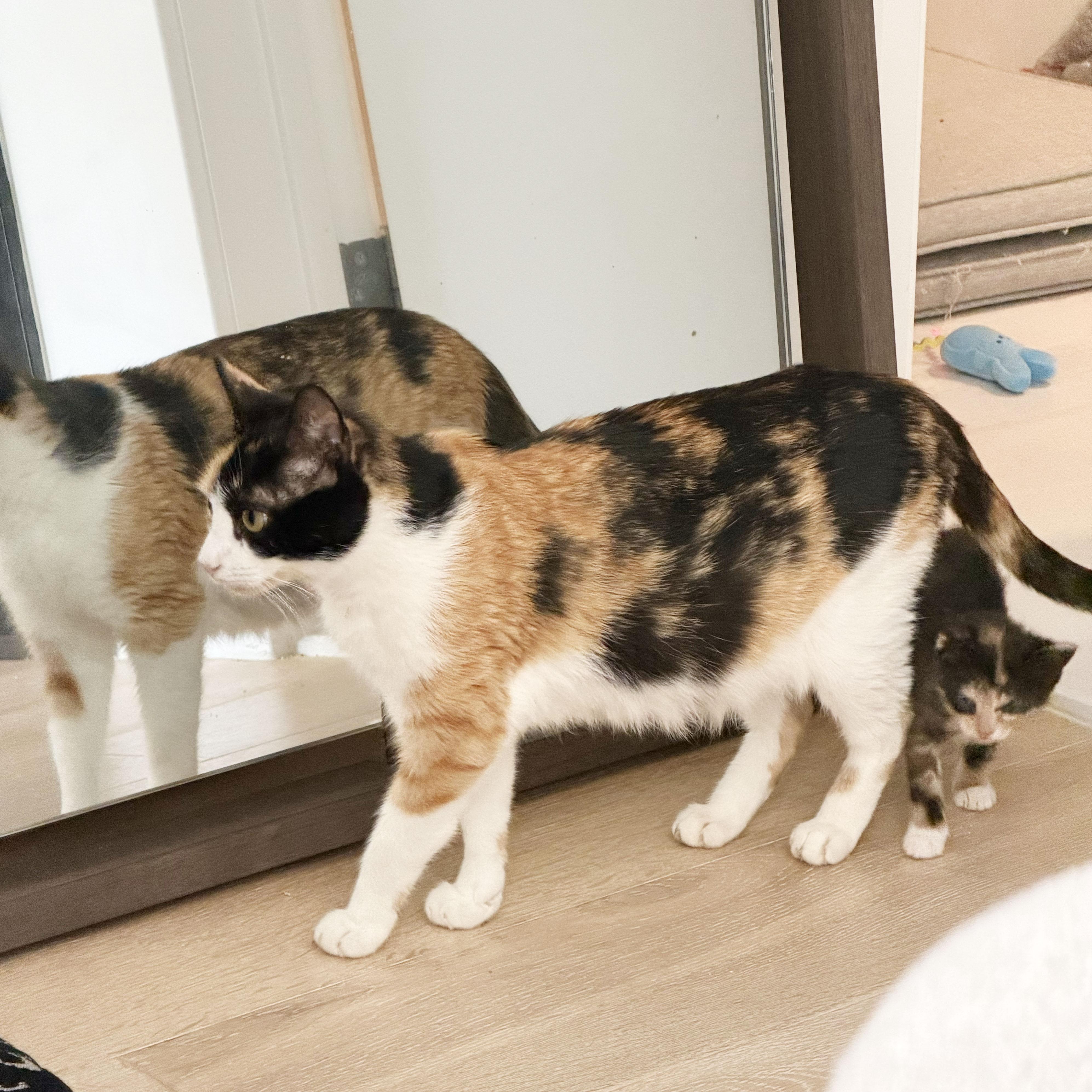 Enlarge Canela, a ADOPTABLE Domestic Short Hair in BROOKLYN, NY image 6/6