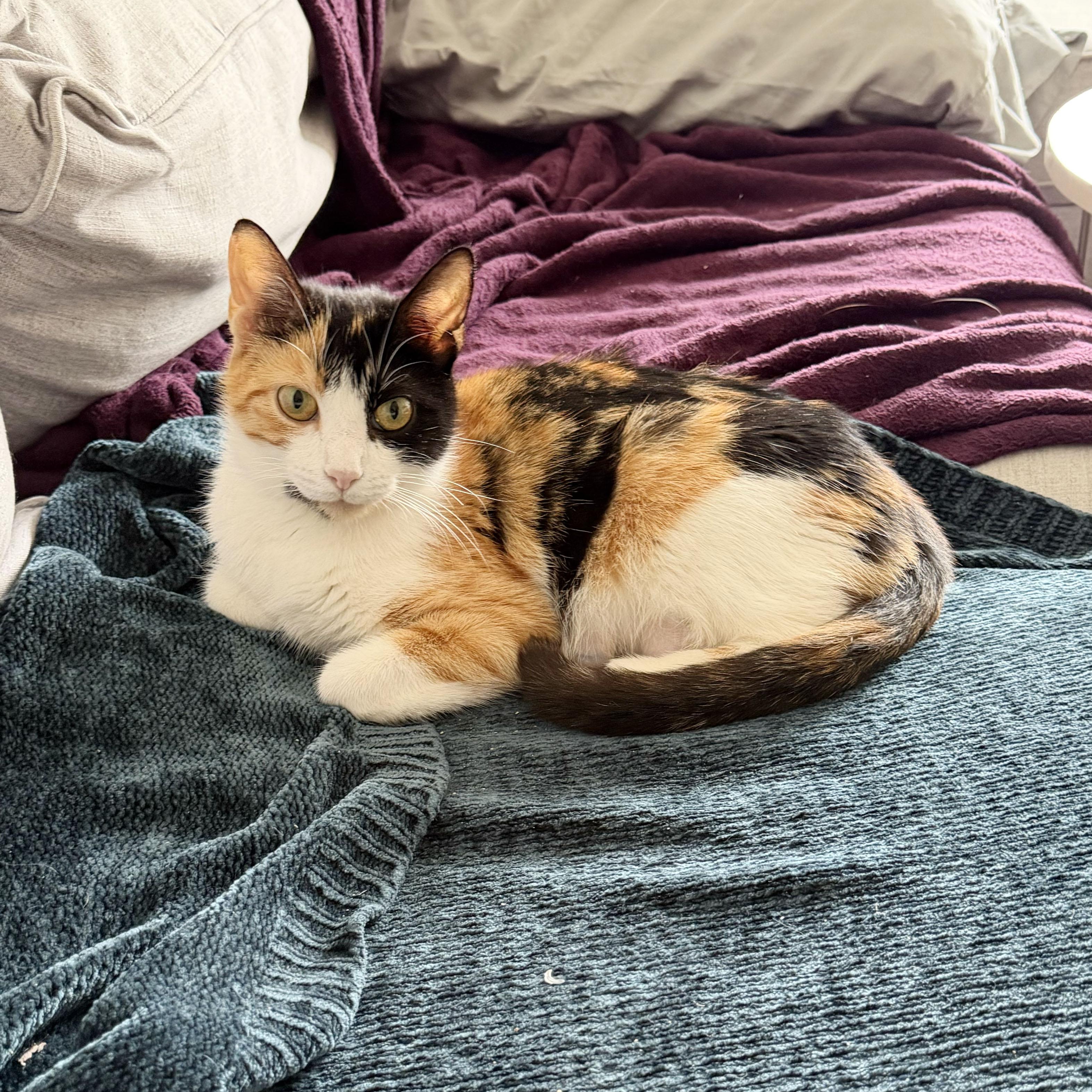 Enlarge Canela, a ADOPTABLE Domestic Short Hair in BROOKLYN, NY image 2/6