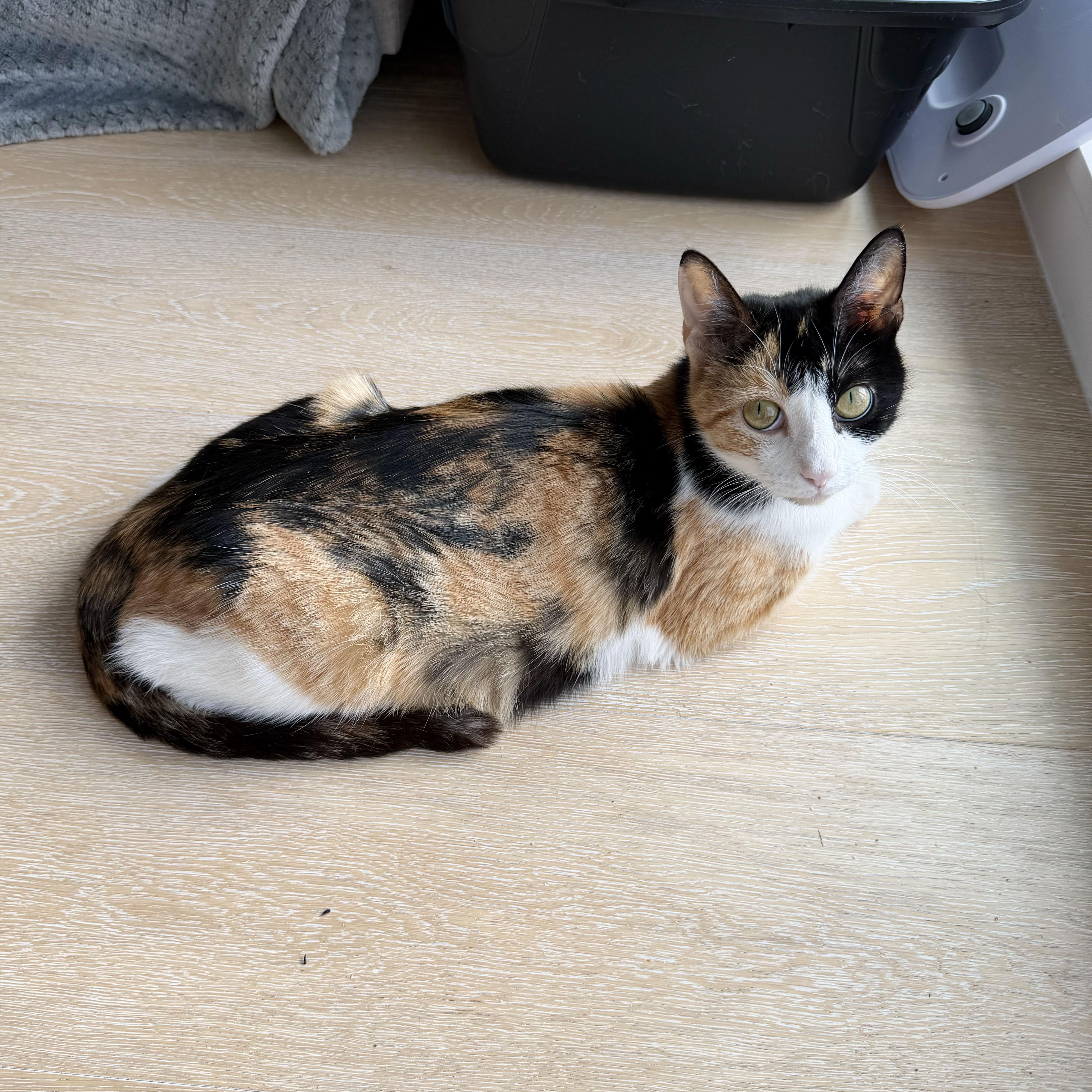 Enlarge Canela, a ADOPTABLE Domestic Short Hair in BROOKLYN, NY image 5/6