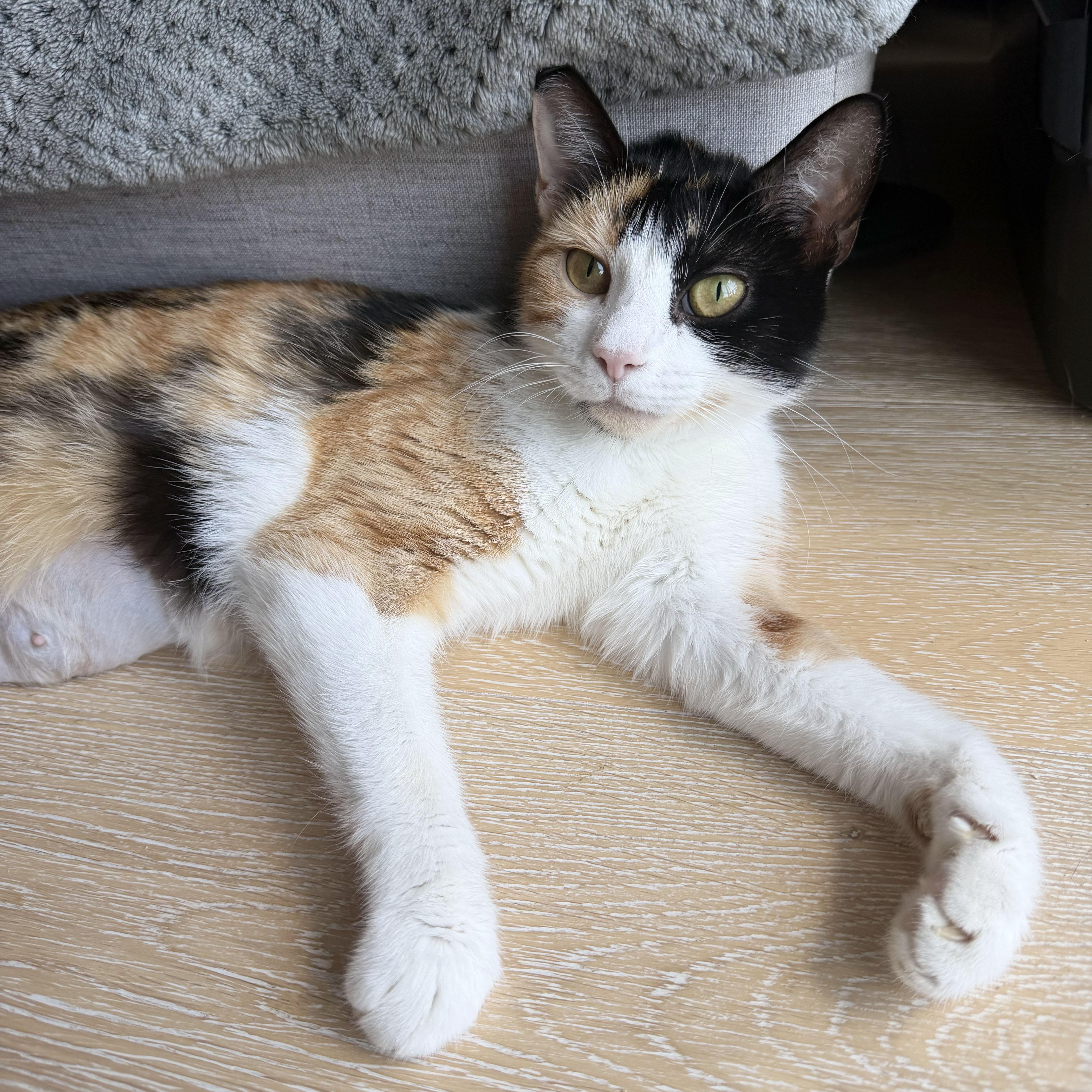 Canela, ADOPTABLE, Adult Female Domestic Short Hair.