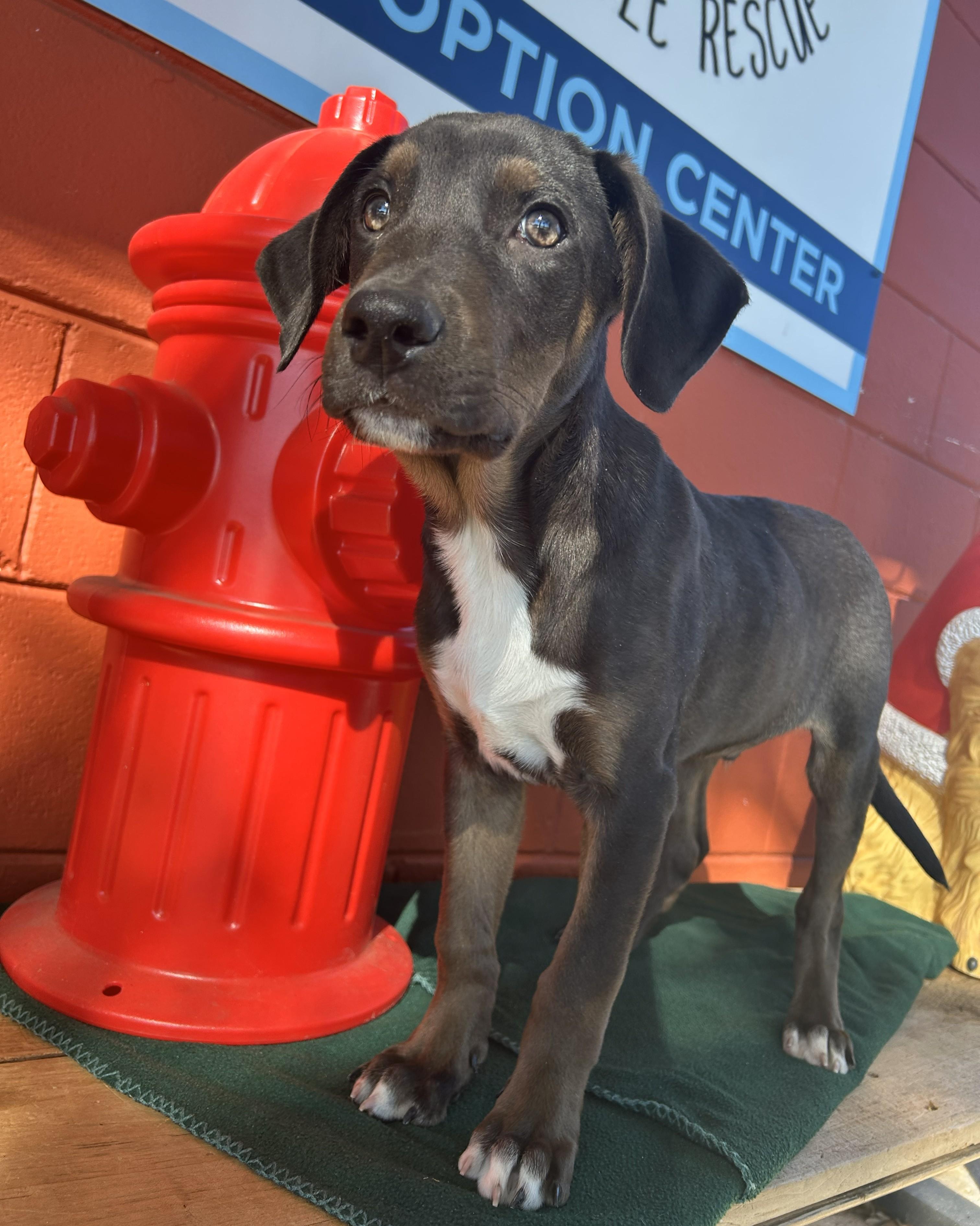 Enlarge Hernandez, a ADOPTABLE mixed breed in Pensacola, FL image 2/5