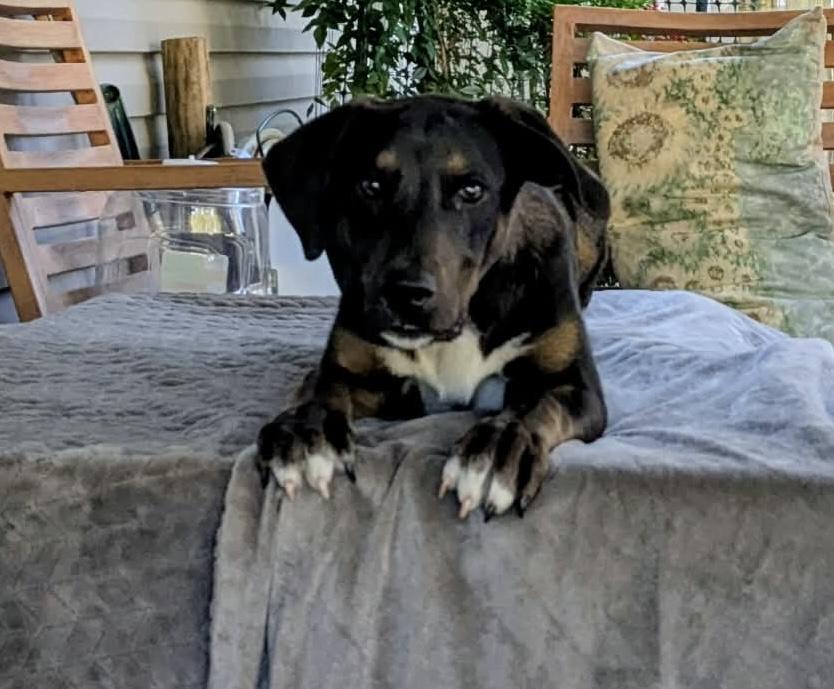 Enlarge Hernandez, a ADOPTABLE mixed breed in Pensacola, FL image 4/4