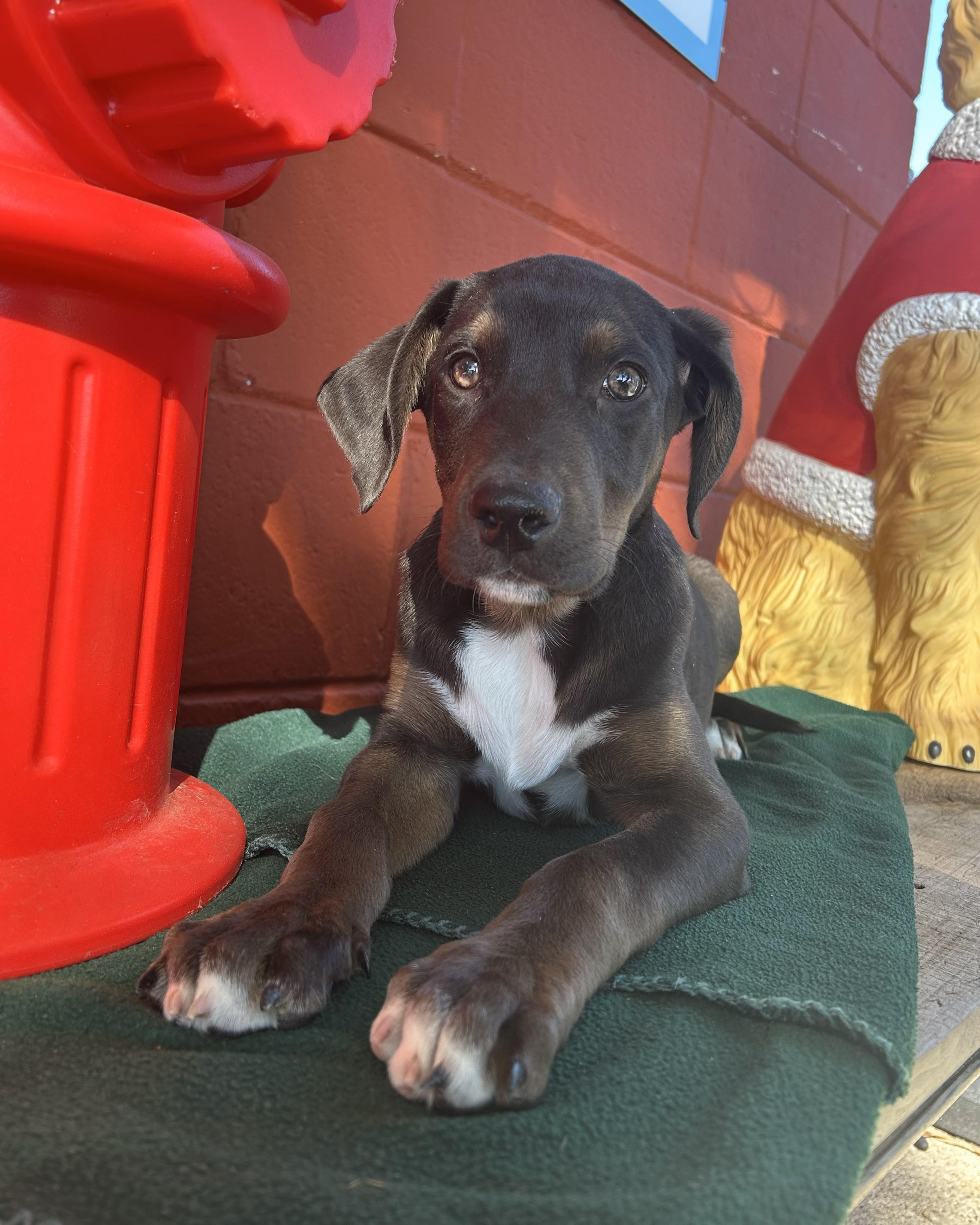 Hernandez, ADOPTABLE, Young Male Hound.