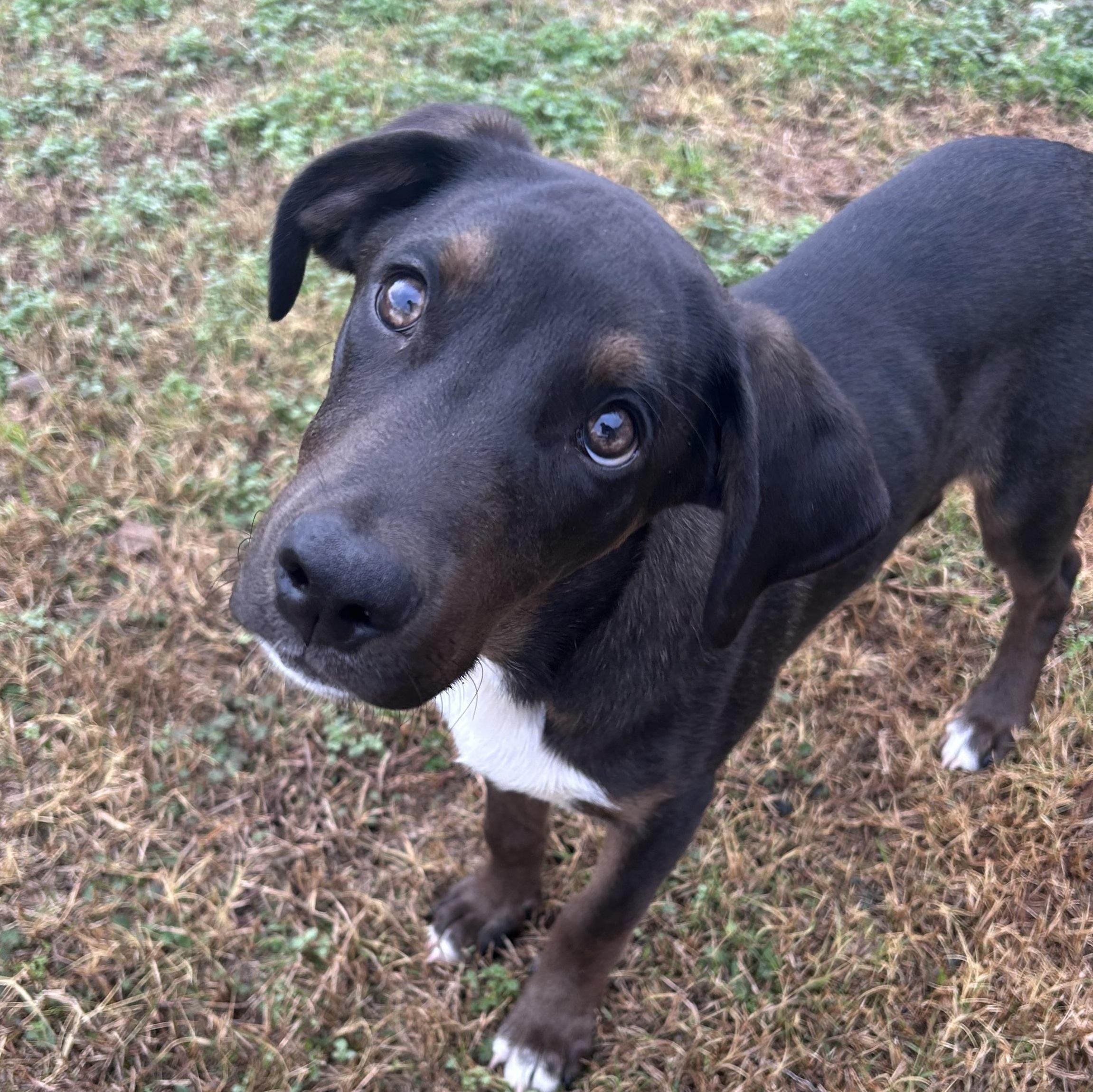 Enlarge Hernandez, a ADOPTABLE mixed breed in Pensacola, FL image 1/5