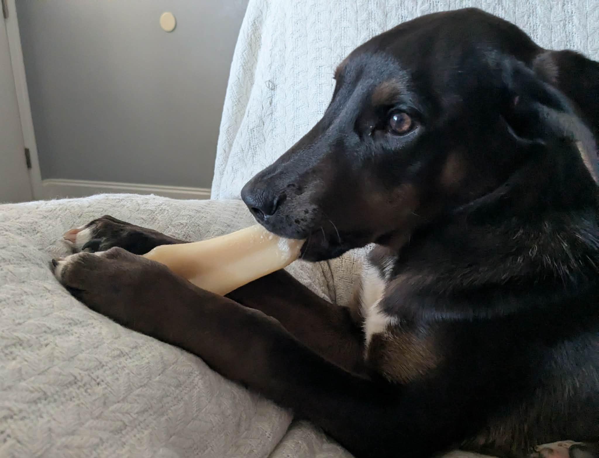 Enlarge Hernandez, a ADOPTABLE mixed breed in Pensacola, FL image 3/4