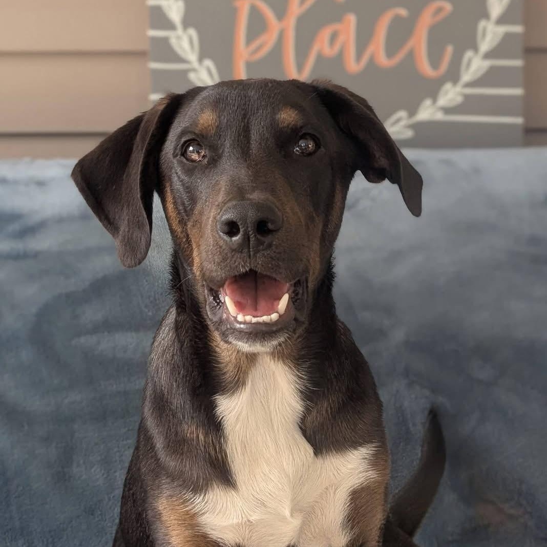 Enlarge Hernandez, a ADOPTABLE mixed breed in Pensacola, FL image 1/6