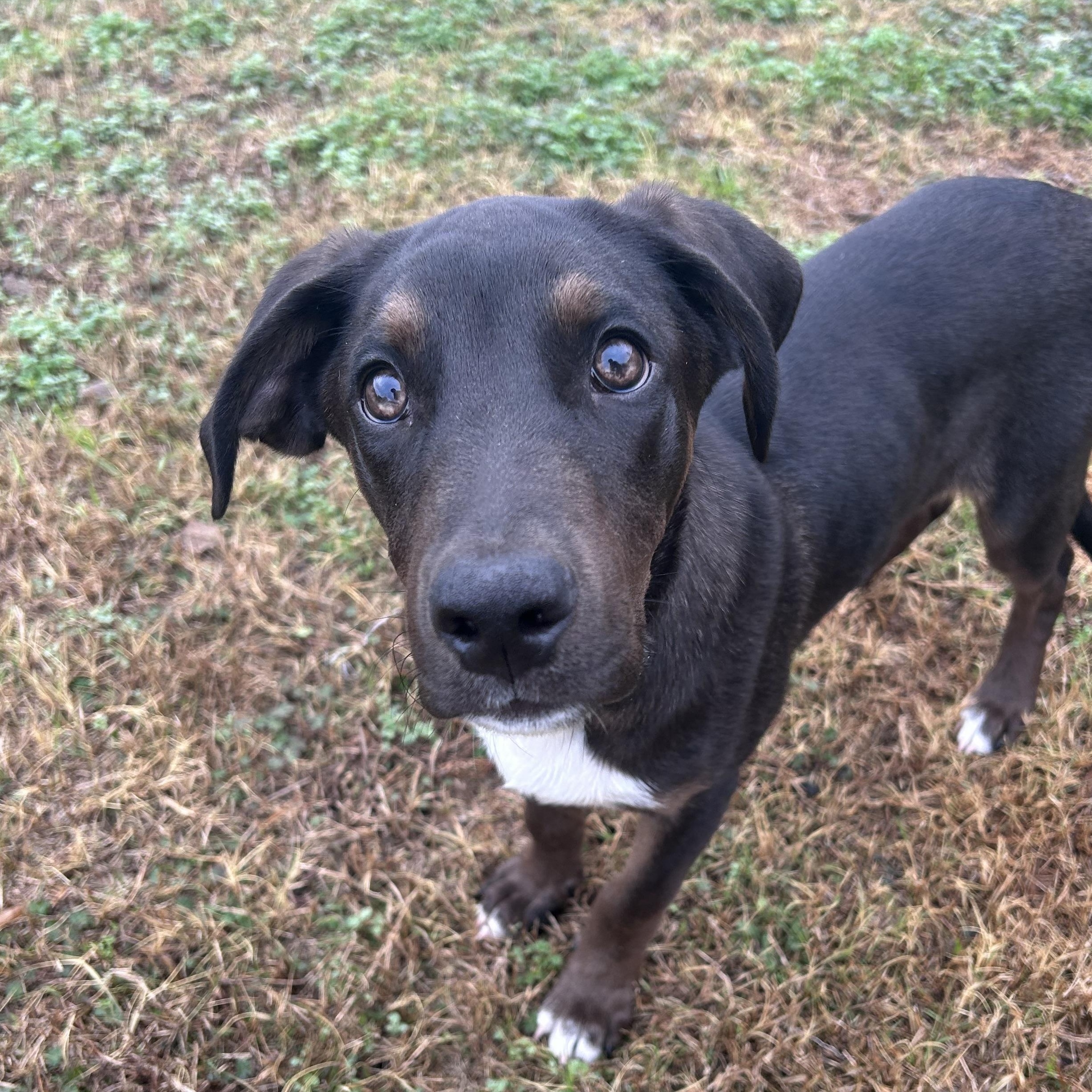 Enlarge Hernandez, a ADOPTABLE mixed breed in Pensacola, FL image 5/5