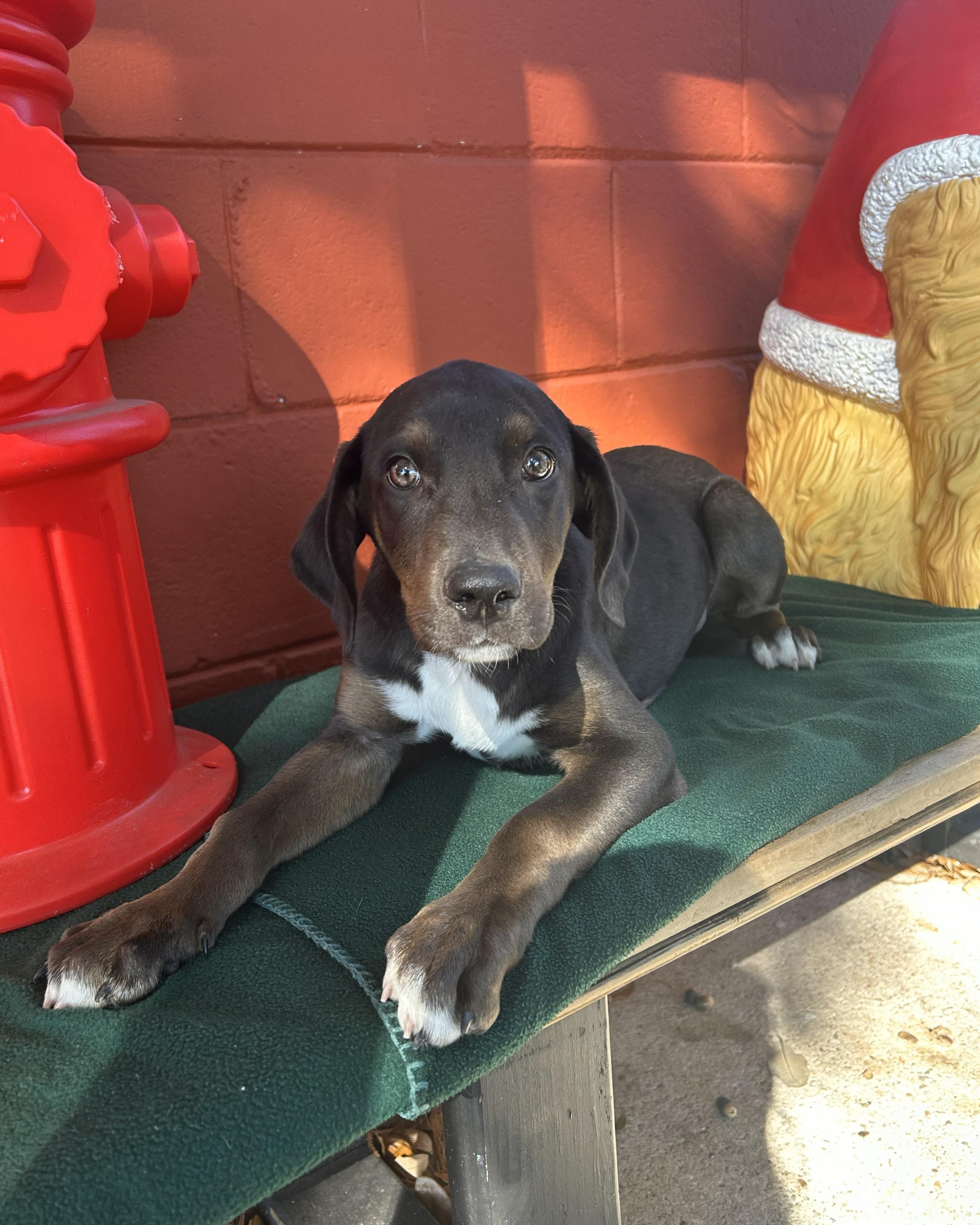 Enlarge Hernandez, a ADOPTABLE mixed breed in Pensacola, FL image 4/5
