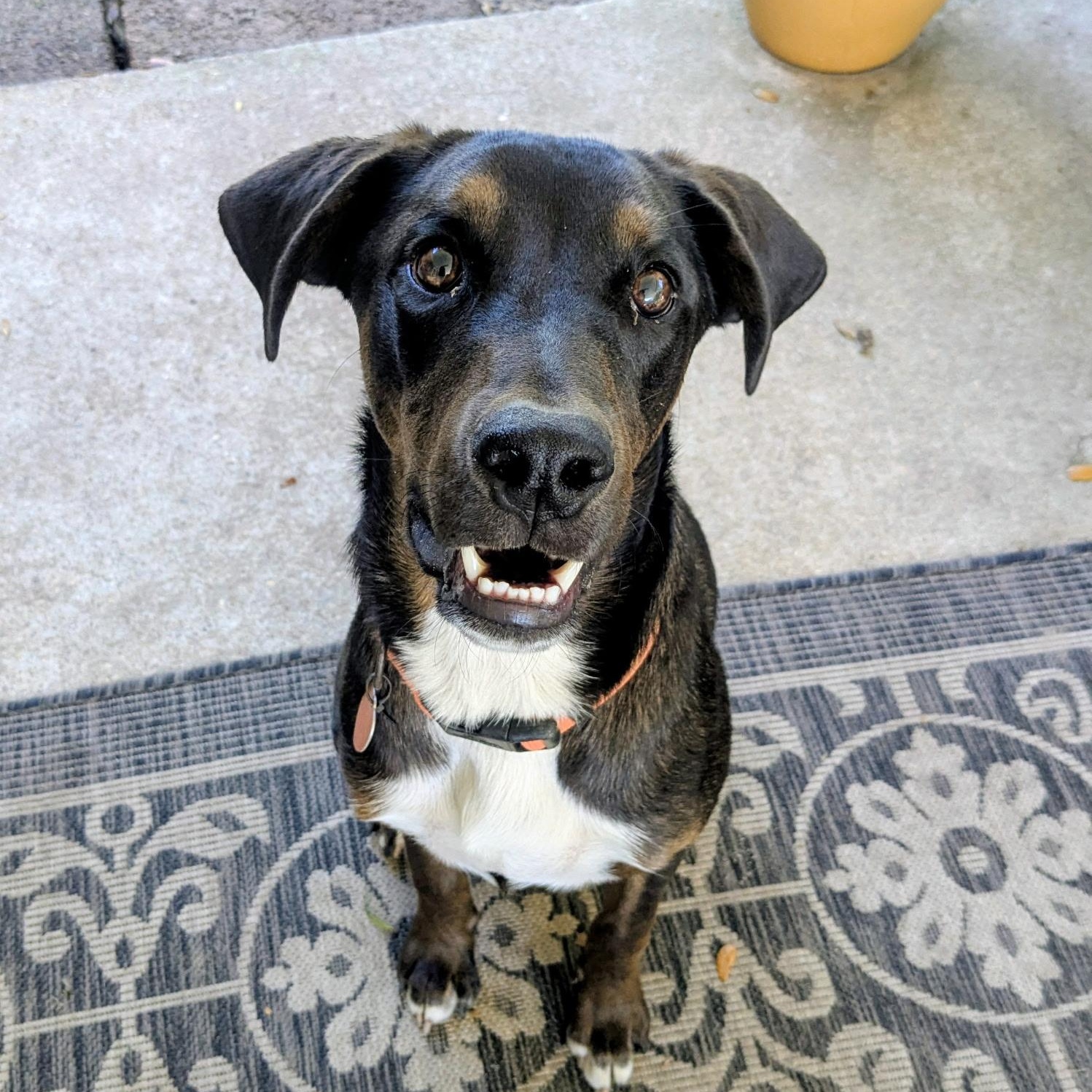 Enlarge Hernandez, a ADOPTABLE mixed breed in Pensacola, FL image 1/6