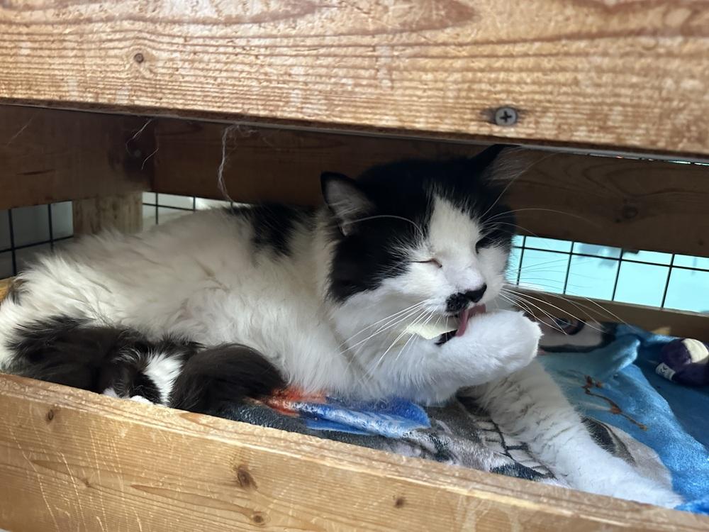 Enlarge Smudge, a Adoptable Domestic Long Hair in Germantown, OH image 2/2