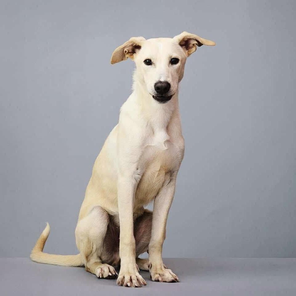 Slim Jim thumbnail 3