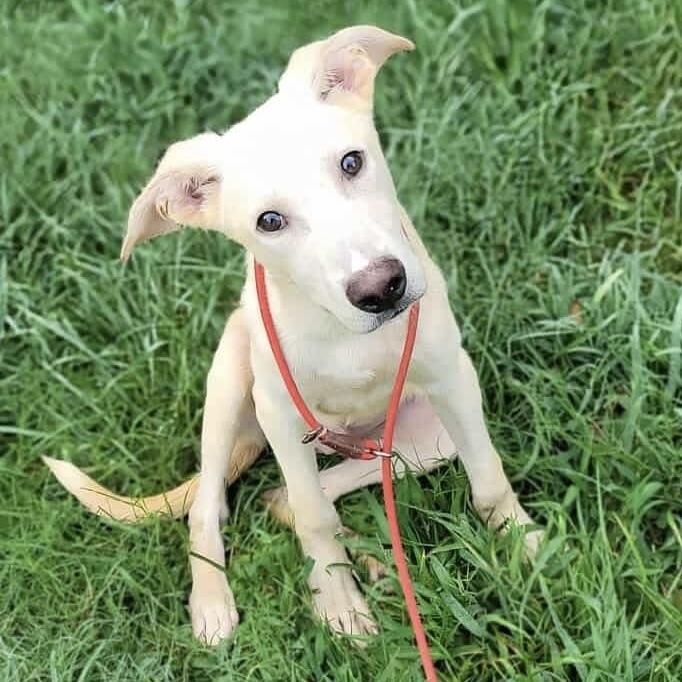 Slim Jim thumbnail 5