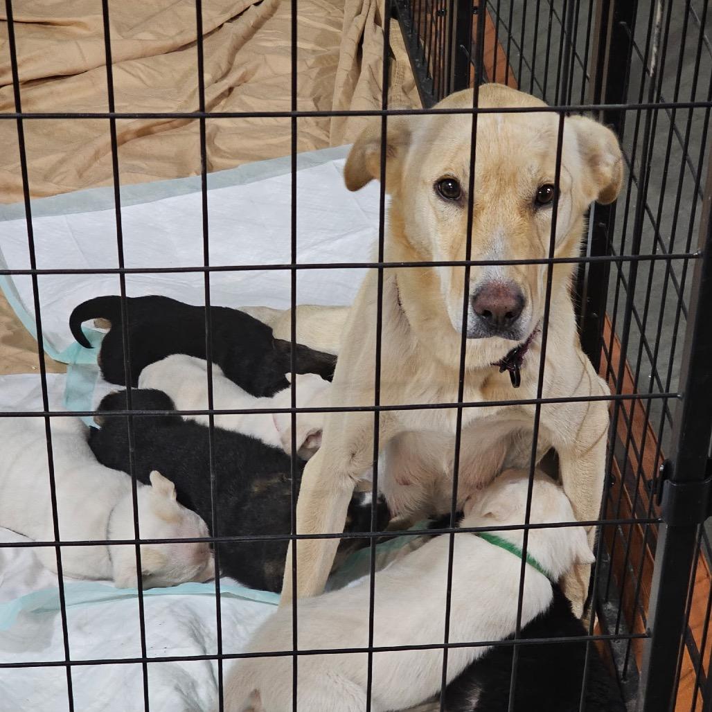 Aspen, Adoptable, Young Female Mixed Breed.