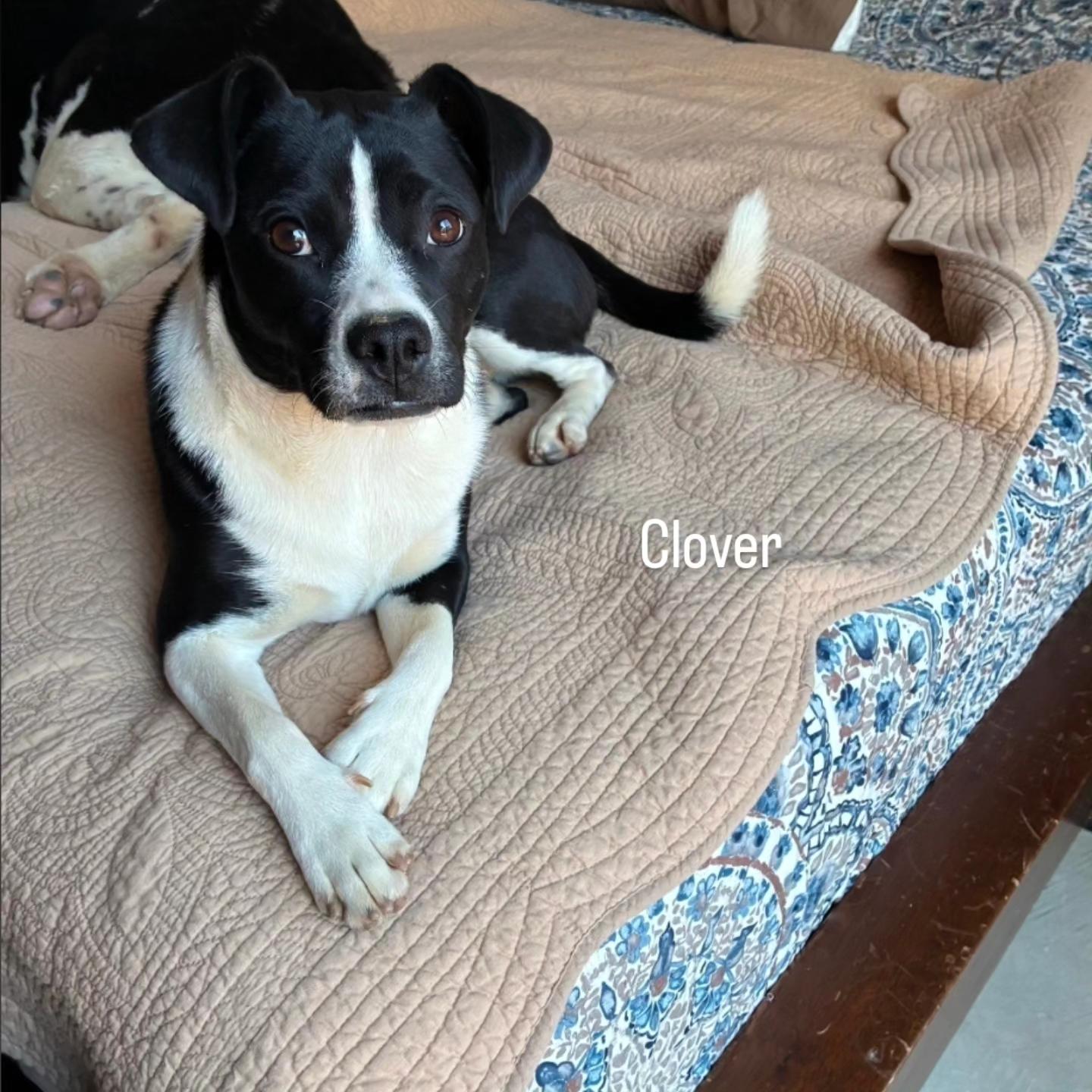 Enlarge Clover, a Adopted mixed breed in Brentwood, CA image 1/2