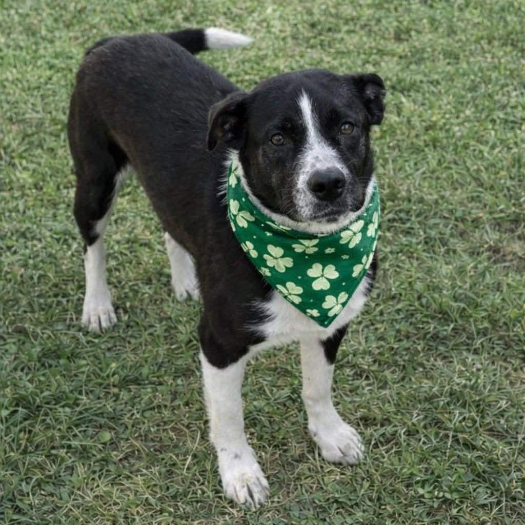 Enlarge Clover, a Adopted mixed breed in Brentwood, CA image 2/2