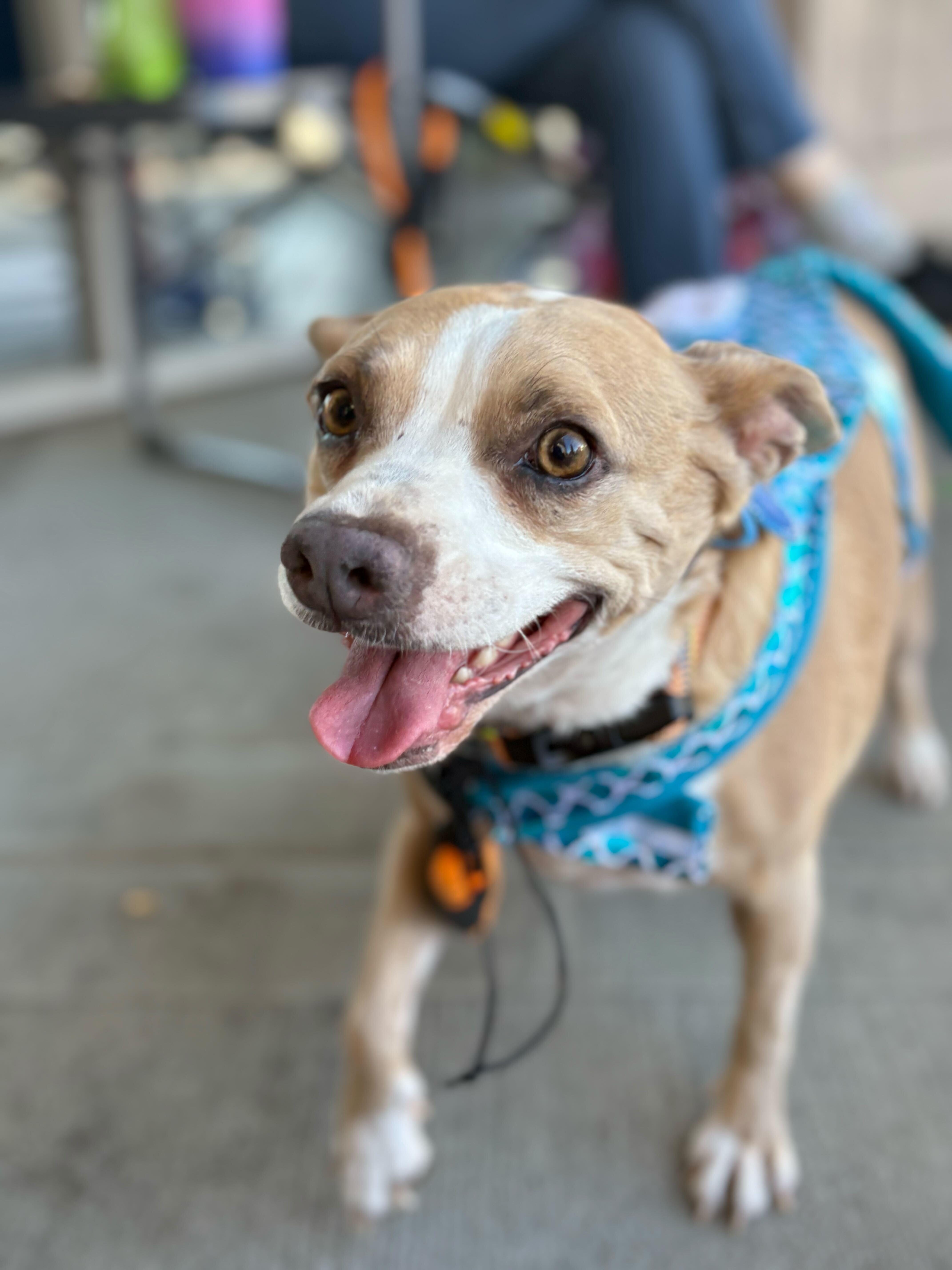 Sissy, Adoptable, Adult Female Staffordshire Bull Terrier.