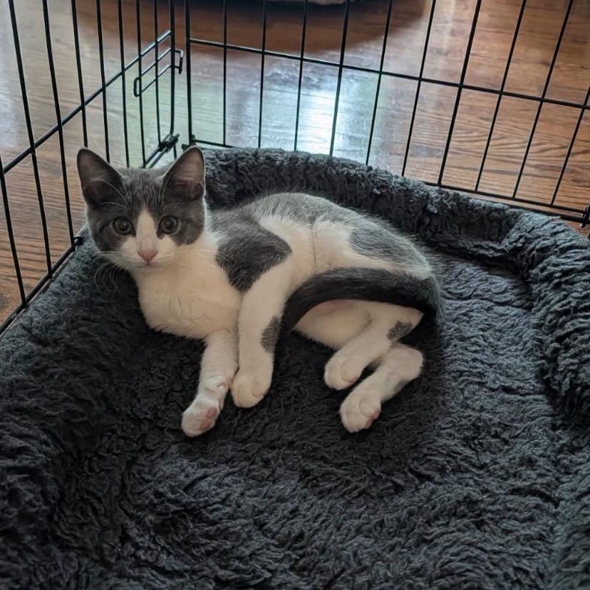 Timber & Spark, a ADOPTABLE Domestic Short Hair in Philadelphia, PA image 2/6