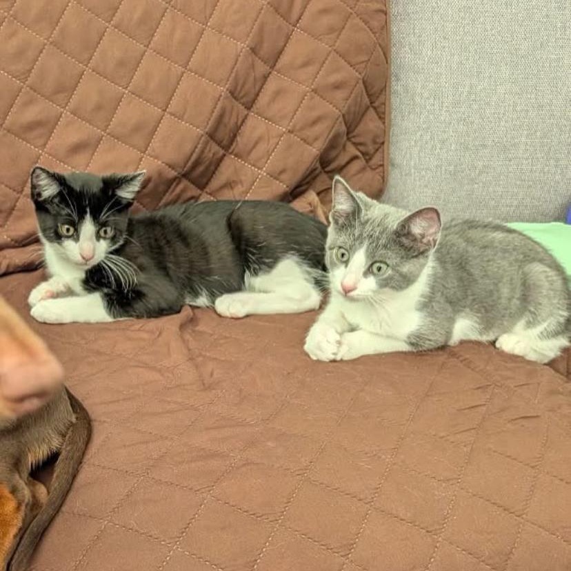 Timber & Spark, ADOPTABLE, Kitten Male Domestic Short Hair.