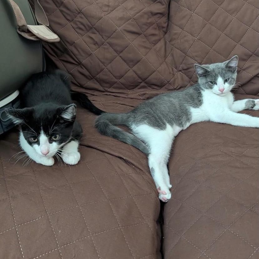 Timber & Spark, a ADOPTABLE Domestic Short Hair in Philadelphia, PA image 3/6