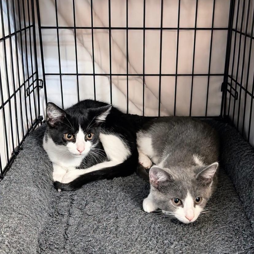 Timber & Spark, a ADOPTABLE Domestic Short Hair in Philadelphia, PA image 5/6