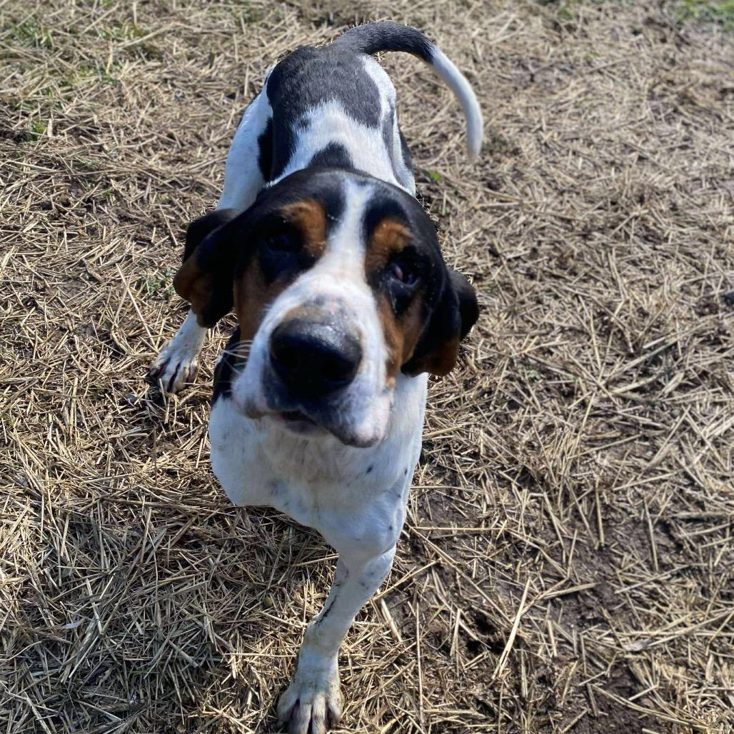 Bubba Joe thumbnail 4