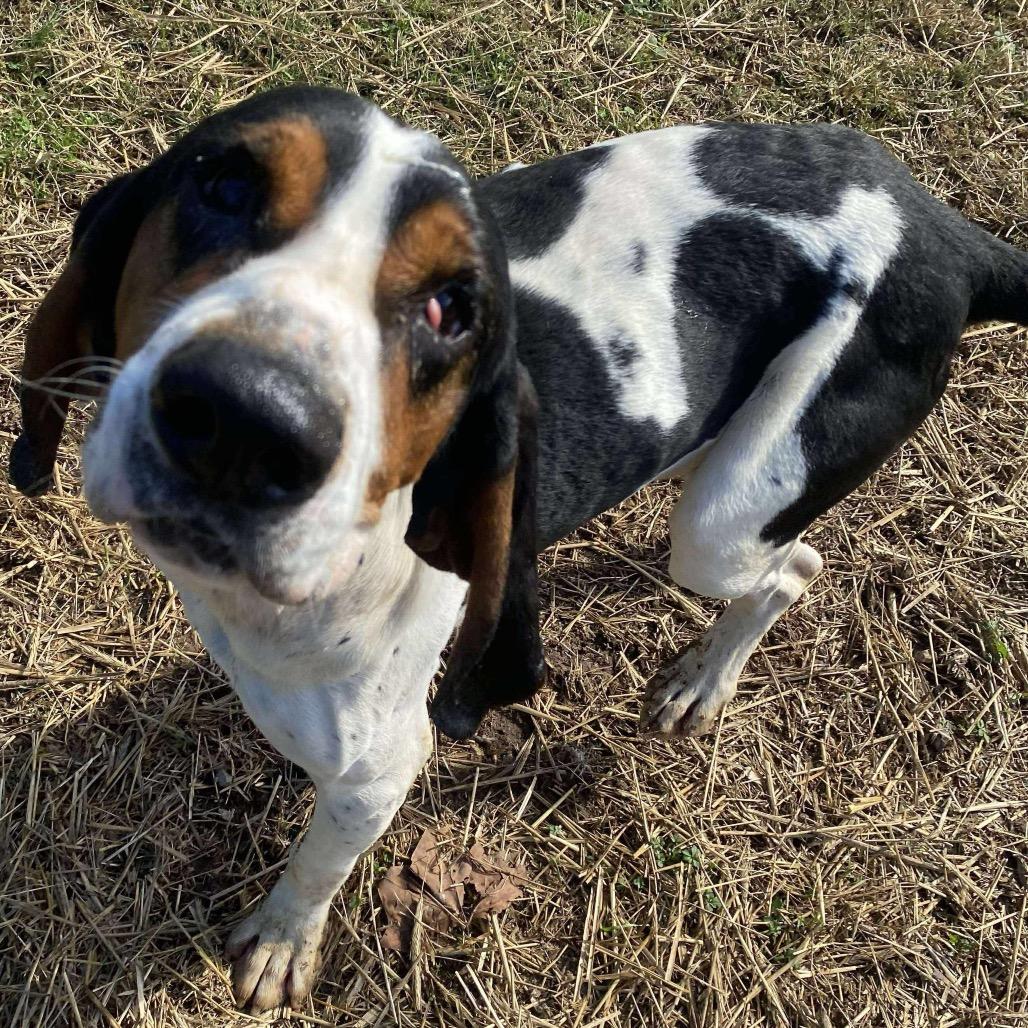 Bubba Joe thumbnail 5