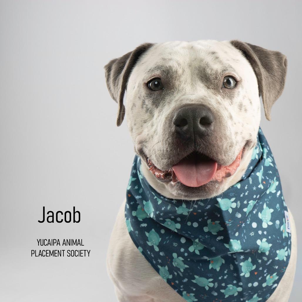 Enlarge Jacob, a Adoptable Pit Bull Terrier in Yucaipa, CA image 1/6