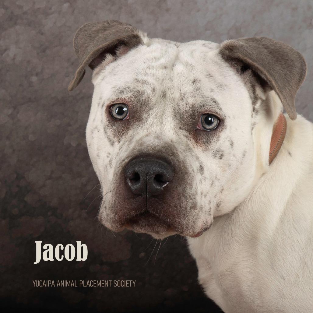 Jacob, a Adoptable Pit Bull Terrier in Yucaipa, CA image 1/6