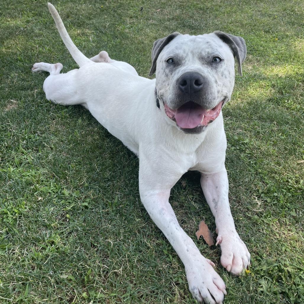 Jacob, a Adoptable Pit Bull Terrier in Yucaipa, CA image 2/6