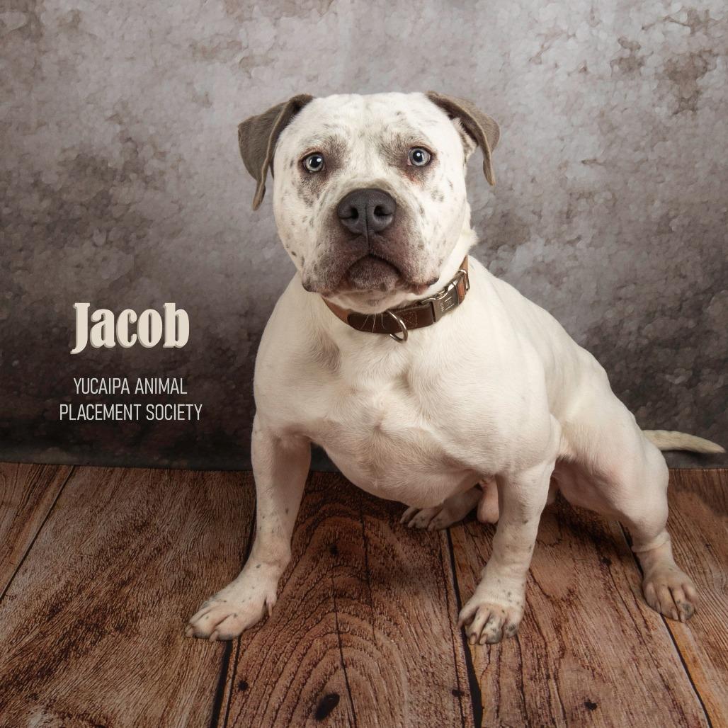 Jacob, a Adoptable Pit Bull Terrier in Yucaipa, CA image 3/6