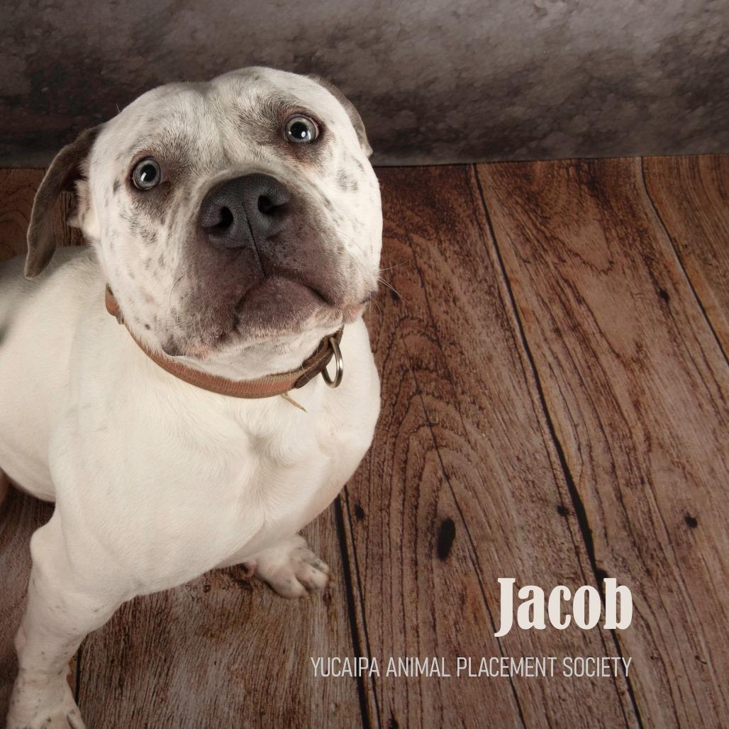 Jacob, a Adoptable Pit Bull Terrier in Yucaipa, CA image 4/6
