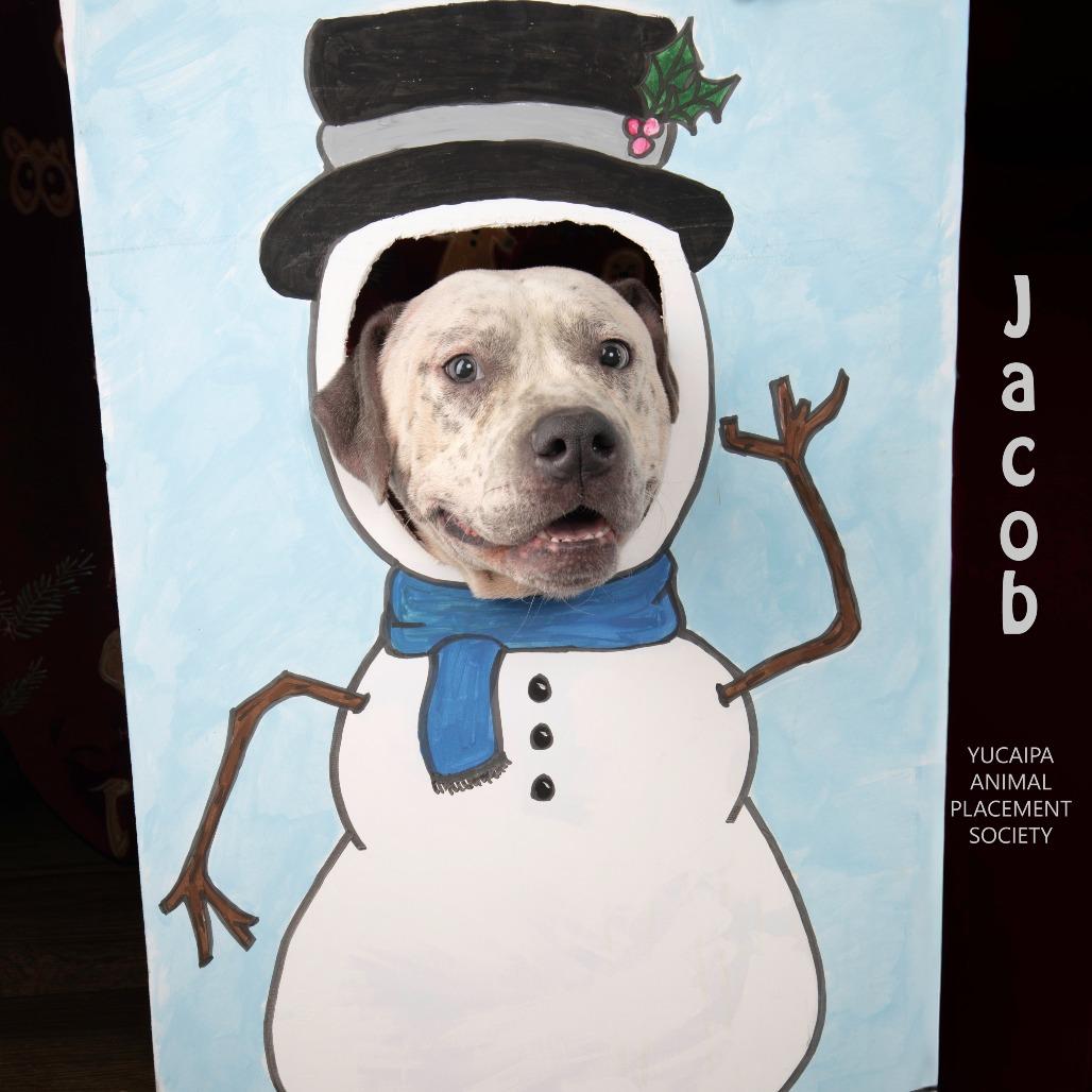 Jacob, a Adoptable Pit Bull Terrier in Yucaipa, CA image 5/6