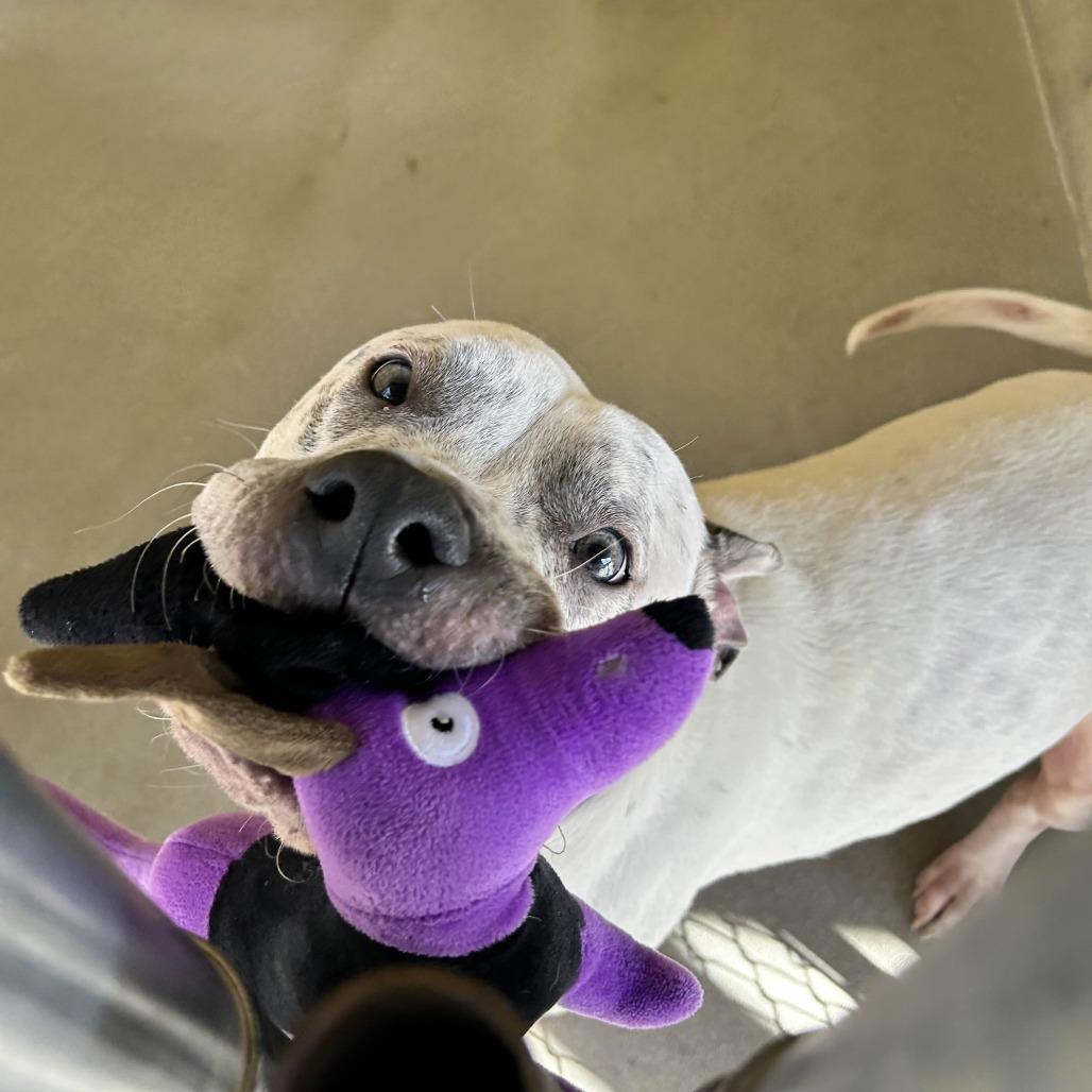 Enlarge Jacob, a Adoptable Pit Bull Terrier in Yucaipa, CA image 5/6