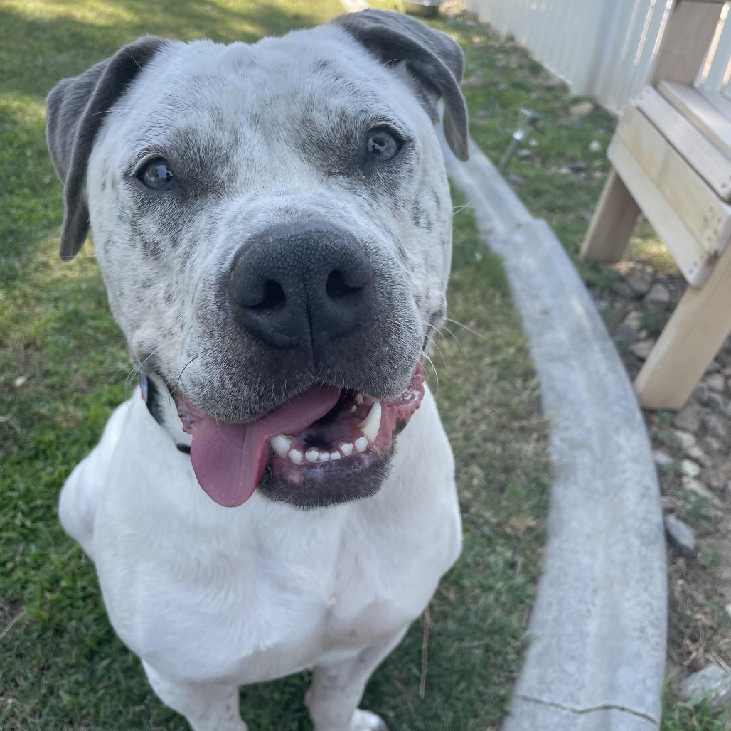 Jacob, a Adoptable Pit Bull Terrier in Yucaipa, CA image 6/6