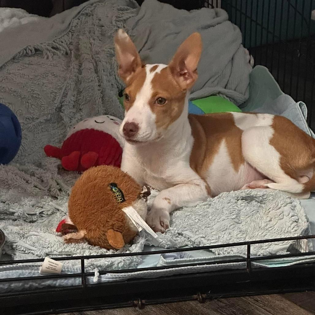 Dog for adoption - Emma, a Pit Bull Terrier Mix in Portland, ME | Petfinder