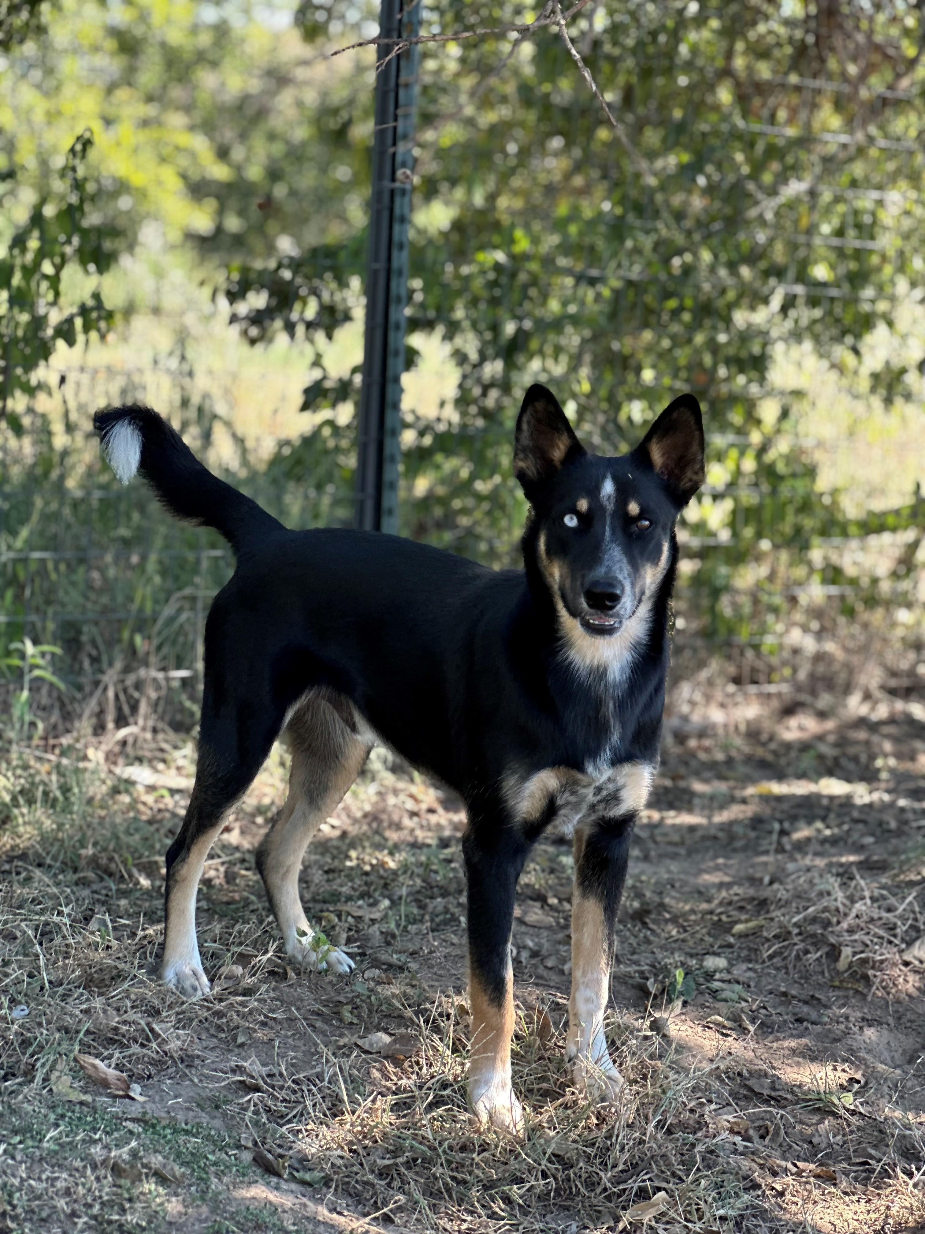 Hudson, ADOPTABLE, Young Male Cattle Dog.